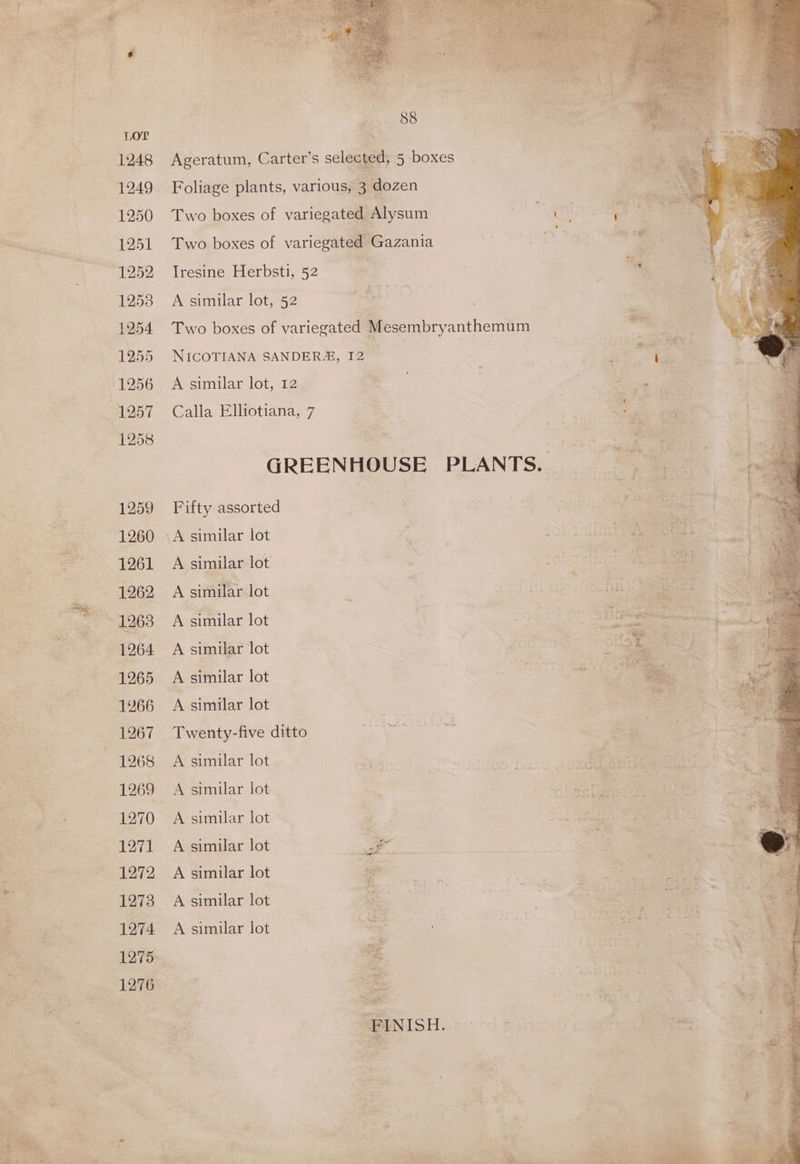 Lor 1248 1249 1250 Wi 1251 1252 1253 1954 1255 1256 (1257 1258 1259 1260 1261 1262 1268 1264 1265 1266 1267 1268 1269 1270 1271 1272 | 1273 Bee 1074 1276 SK, Ageratum, Carter’s selected, 5 boxes Foliage plants, various, 3 dozen Two boxes of variegated Alysum Two boxes of variegated Gazania Iresine Herbsti, 52 a A similar lot, 52 Two boxes of variegated Mesembryanthemum NICOTIANA SANDER&amp;, I2 | Avsimilar lot, 12 Calla Elliotiana, 7 GREENHOUSE PLANTS. Fifty assorted .A similar lot A similar lot A similar lot A similar lot A similar lot A similar lot A similar lot Twenty-five ditto ‘ A similar lot A similar lot A similar lot A similar lot ea % A similar lot a A similar lot ts A similar lot