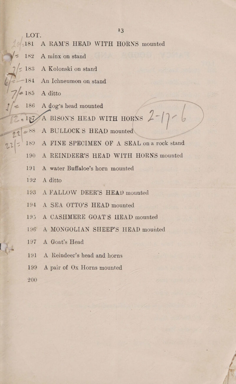 3 1 181 / Ry oF cox | a ATS, A RAM’S HEAD WITH HORNS mounted A minx on stand A Kolonski on stand An Ichneumon on stand A ditto A dog’s head mounted ‘A BISON'S HEAD WITH HORNS ke he A BULLOCK'S HEAD sdounteas A FINE SPECIMEN OF A SEAL ona rock stand A REINDEER’S HEAD WITH HORNS mounted A water Buffaloe’s horn mounted A ditto A FALLOW DEER’S HEADY mounted A SEA OTTO’S HEAD mounted A CASHMERE GOATS UEAD mounted A MONGOLIAN SHEEP’S HEAD mounted A Goat’s Head A Reindeer’s head and horns A pair of Ox Horns mounted ie rasan