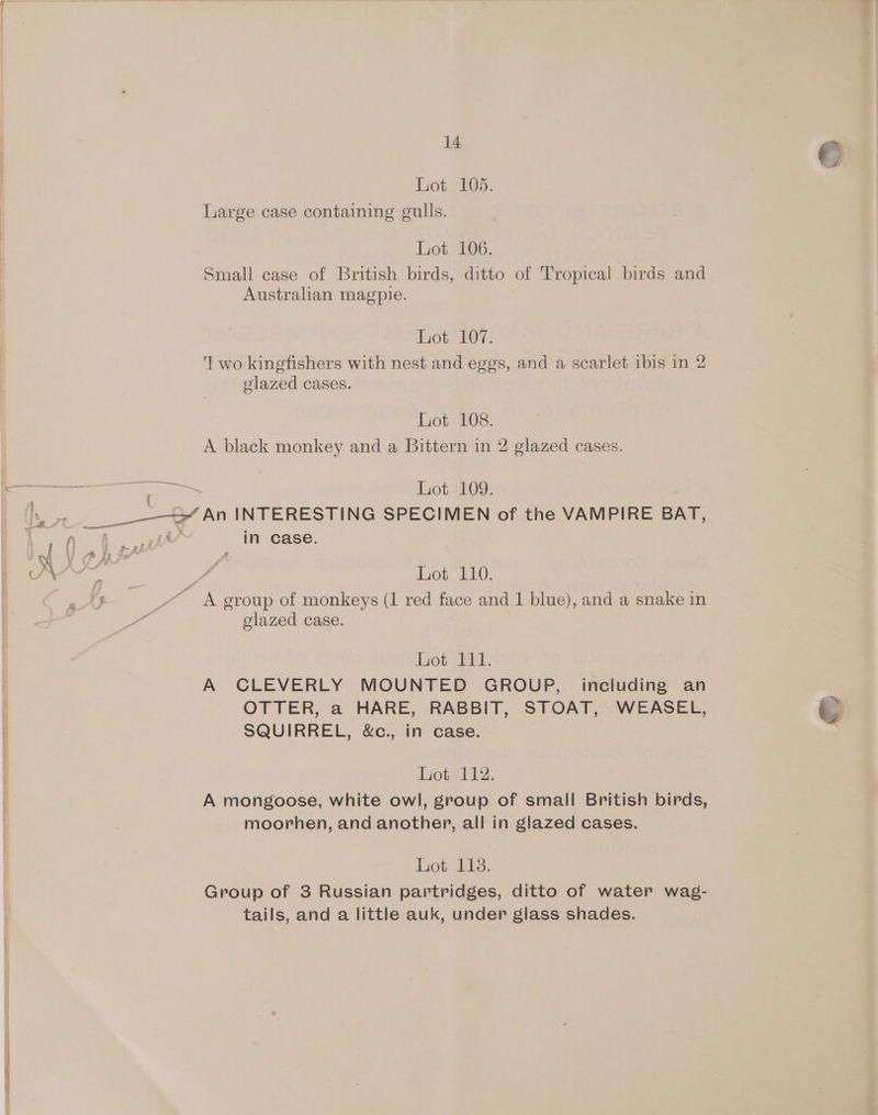 a a Ee Ne eee aS Large case containing gulls. Small case of British birds, ditto of Tropical birds and Australian magpie. I wo kingfishers with nest and eggs, and a scarlet ibis in 2 A black monkey and a Bittern in 2 glazed cases. a hn INTERESTING SPECIMEN of the VAMPIRE BAT, in case. . A group of monkeys (1 red face and 1 blue), and a snake in elazed case. ot “BE, A CLEVERLY MOUNTED GROUP, including an OTTER, a HARE, RABBIT, STOAT, WEASEL, &amp; SQUIRREL, &amp;c., in case. Lioteh rs, A mongoose, white owl, group of small British birds, moorhen, and another, all in glazed cases. Group of 3 Russian partridges, ditto of water wag- tails, and a little auk, under glass shades.