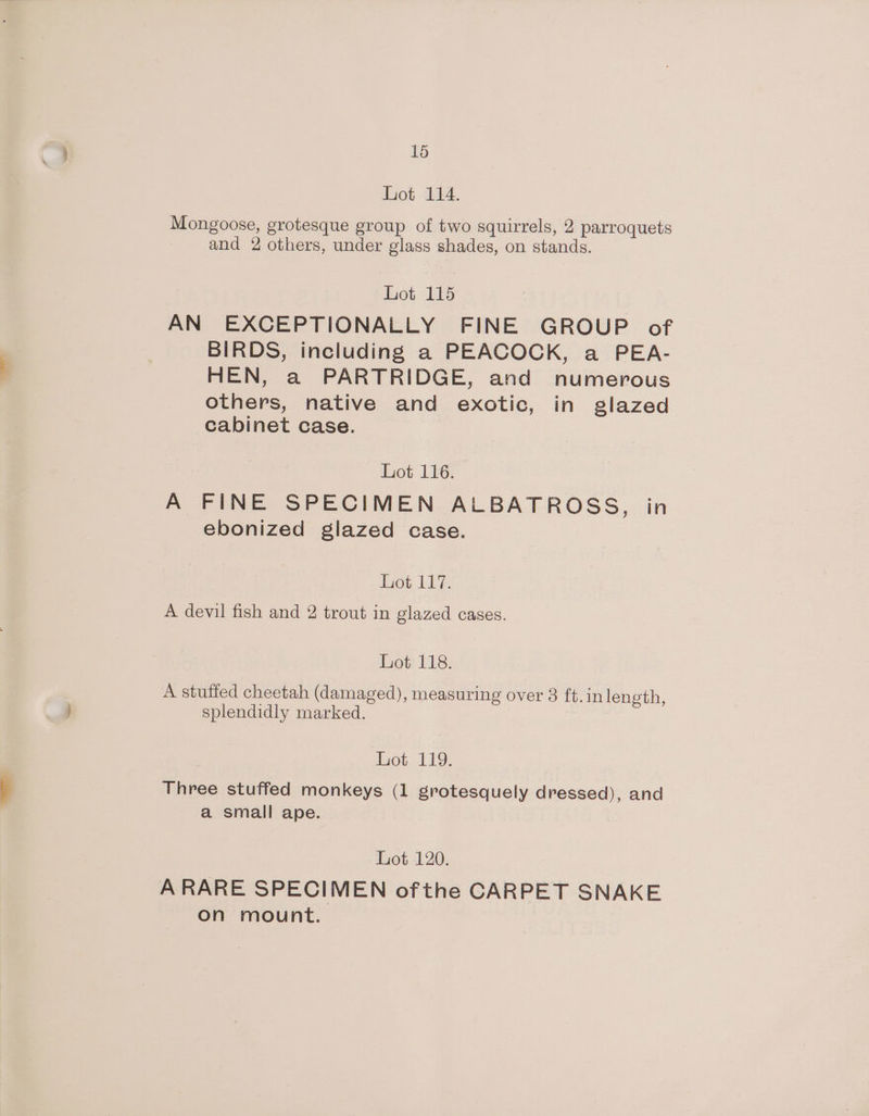 Lot 114. Mongoose, grotesque group of two squirrels, 2 parroquets and 2 others, under glass shades, on stands. Lot 115 AN EXCEPTIONALLY FINE GROUP of BIRDS, including a PEACOCK, a PEA- HEN, a PARTRIDGE, and numerous others, native and exotic, in glazed cabinet case. Lot 116. A FINE SPECIMEN ALBATROSS, in ebonized glazed case. Eiot 117%. A devil fish and 2 trout in glazed cases. Lot 118. A stuffed cheetah (damaged), measuring over 3 ft.inlength, splendidly marked. Lot 119. Three stuffed monkeys (1 grotesquely dressed), and a small ape. Lot 120. A RARE SPECIMEN ofthe CARPET SNAKE on mount.