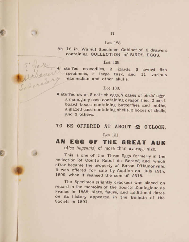 Lot 128. An 18 in. Walnut Specimen Cabinet of 8 drawers containing COLLECTION of BIRDS’ EGGS. Lot 129. ~ 4 stuffed crocodiles, 2 lizards, 3 sword fish Specimens, a large tusk, and 11 various mammalian and other skulls. Lot 130. A stuffed swan, 2 ostrich eggs, 7 cases of birds’ eggs, a mahogany case containing dragon flies, 2 card- board boxes containing butterflies and moths, a glazed case containing shells, 2 boxes of shells, and 3 others. TO BE OFFERED AT ABOUT 2 O'CLOCK. Bot 131. AN EGG OF THE GREAT AUK (Alea impennis) of more than average size. This is one of the Three Eggs formerly in the collection of Comte Raoul de Beracé, and which after became the property of Baron D’Hamonville. It was offered for sale by Auction on July 19th, 1899, when it realised the sum of £315. The Specimen (slightly cracked) was placed on record in the memoirs of the Société Zoologique de France in 1888, plate, figure, and additional dates on its history appeared in the Bulletin of the Societé in 1891.