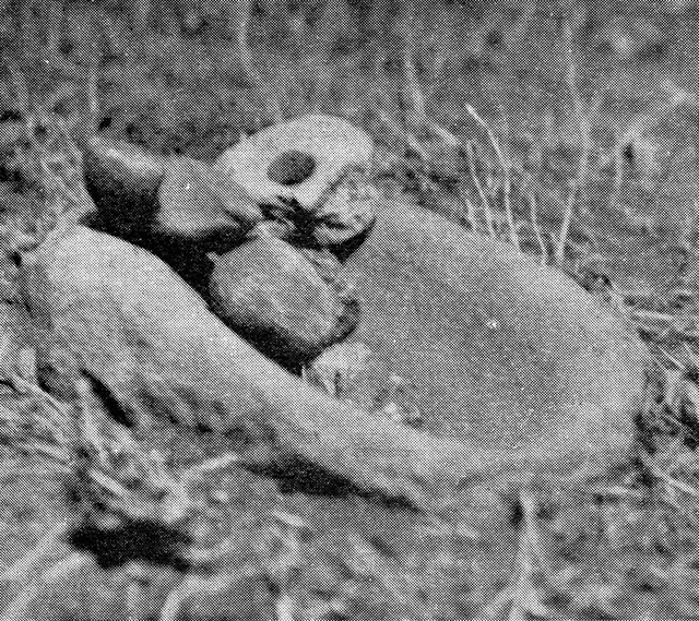 No text description is available for this image