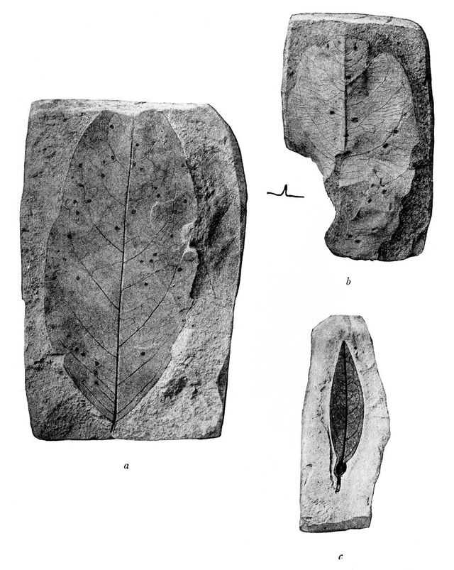 digitised image 1
