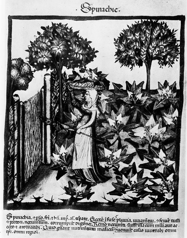 digitised image 1