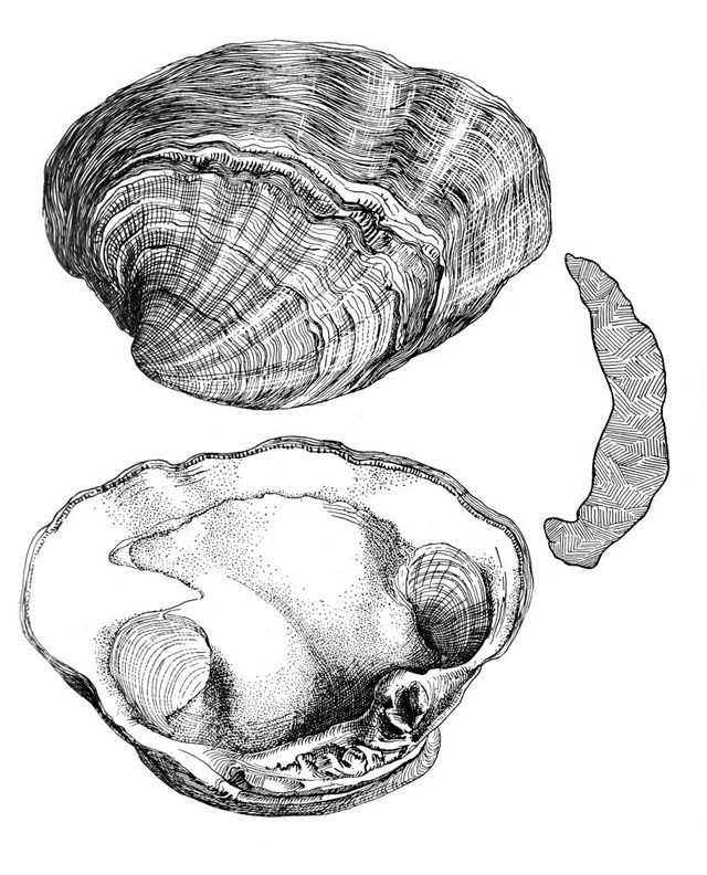 digitised image 1