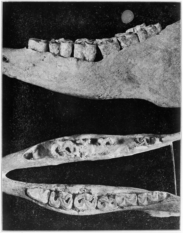 digitised image 1