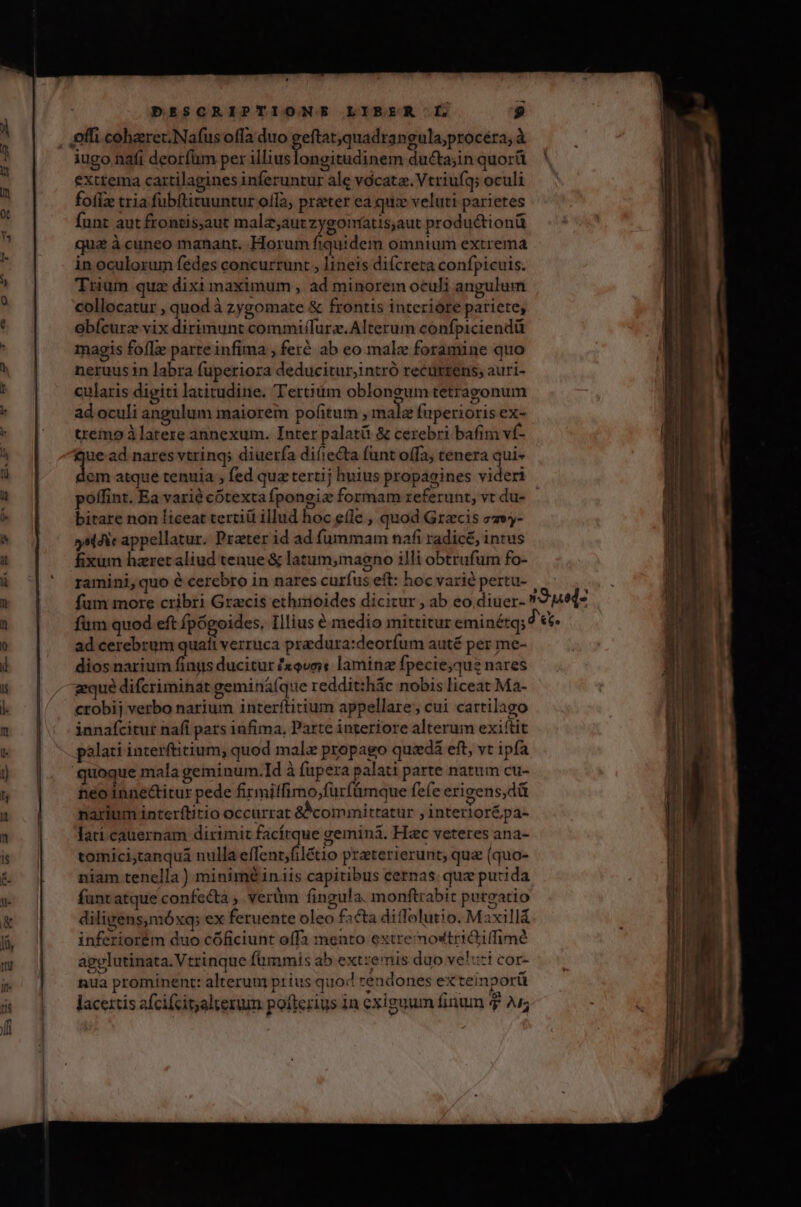 offi cohzrec.Nafusoffa duo eftat,quadrangula;procéra, à iugo nafi deorfüm per iris ftbi ductajin quorü exttema cartilagines inferuntur ale vocata. Vtriufq; oculi foflz tria fubftituuntur offa, prater ea quiz veluti parietes funr aut frontis,aut malz;aut zygomtatis,aut productionü qua à cuneo manant. Horum fiquidem omnium extrema in oculorum fedes concurrunt , lineis difcreta confpicuis. Trium quz dixi maximum , ad minorem oculi angulum collocatur , quod à zygomate &amp; frontis interióre pariete, obícurz vix dirimunt commifífurz.Alterum confpiciendü magis foflze parte infima , fer ab eo male foramine quo neruus in labra fuperiora deducitur,intró recurrens; auri- cularis digiti latitudine. Tertiüm oblongum tetragonum ad oculi angulum maiorem pofitum , mala fuperioris ex- temo latere annexum. Inter palatü &amp; cerebri bafim vf- ue ad nares vtring; diuerfa difiecta funt offa; tenera qui- br atque tenuia ; fed qua tertij huius propagines videri poffint. Ea varié cótexta fpongiz formam referunt, vt du- bitare non liceat tertiü illud hoc eíle , quod Gracis zzey- sii appellatur. Prater id ad fummam nafi radicé, intus fixum haretaliud tenue &amp; latum,magno illi obtrufum fo- ramini, quo é cercbro in nares curfus eft: hoc varié pertu- ad cerebrum quafi verruca pradura:deorfum auté per me- dios narium finus ducitur /x9vo« lamine fpecie;qug nares geque difcriminat geminá(que reddit:hác nobis liceat Ma- crobij verbo narium interftitium appellare, cui cartilago innafcitur nafi pats infima, Parte interiore alterum exittit palati interftitium; quod malx propago quzdá eft, vt ipfa quoque mala geminum.Id à fapera palati parte natum cu- fhiéo inne&amp;titur pede firmitffimo,;für(ámque fefe erigens, dü narium interítitio occurrat &amp;bcommittatur , interiorépa- lati cauernam dirimit facírque geminá. Hzc veteres ana- tomici,tanquá nulla eflentfilétio praterierunt; qua (quo- niam tenella ) minimé iniis capitibus cernas. quz putida funtatque confecta , verüm fingula. monftrabit pureatio diligens,móxq; ex feruente oleo f3cta diffolutio. Maxillá inferiorém duo cóficiunt offa mento extre mosttriGiffimé agplutinata.Vtrinque fummis ab extremis duo veluti cor- nua prominent: alterum prius quod cendones ex teinporü lacettis afcifcinalterum pofterius 1n exiguum finum T A