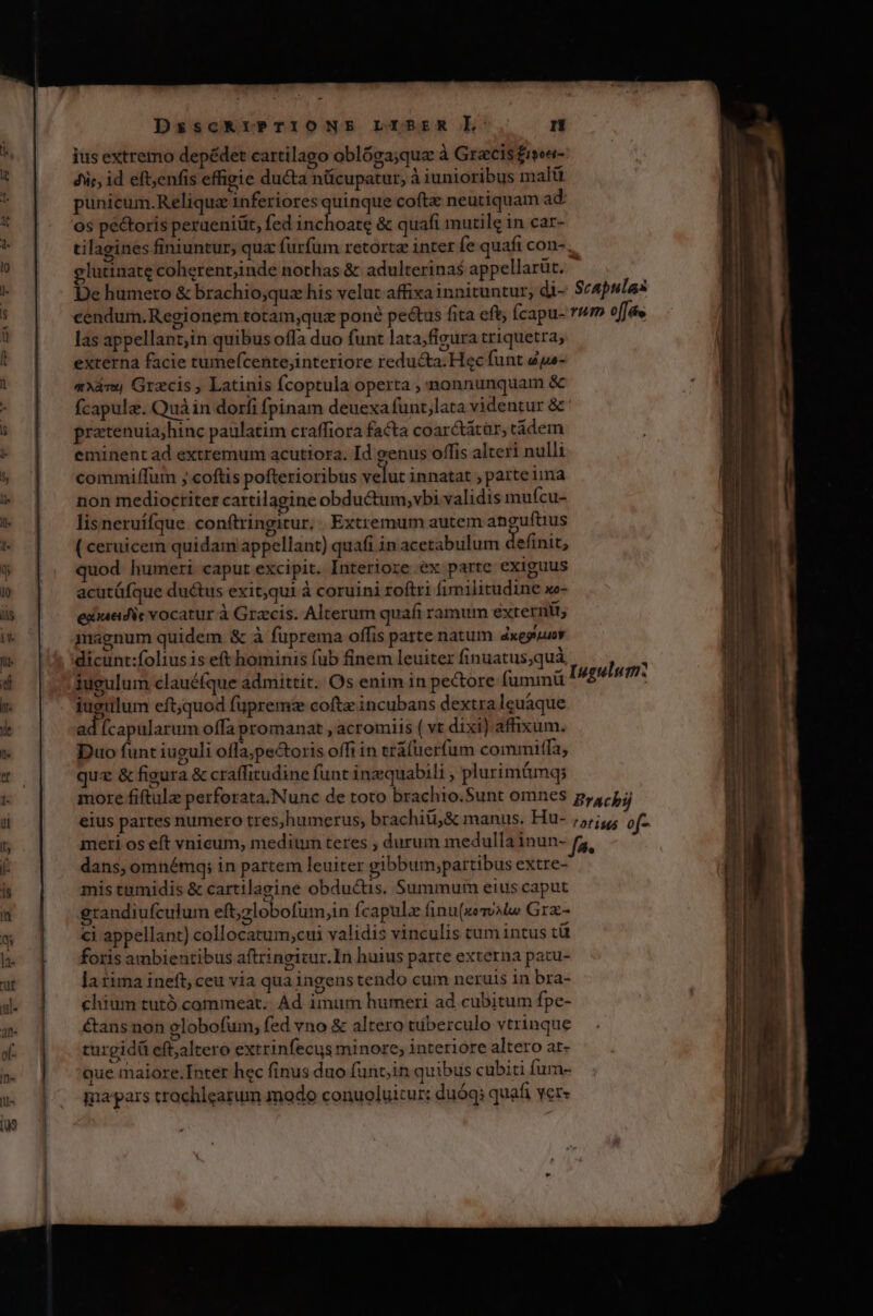 D£scRErPTIONE LIBER L- rti ius extremo depédet cartilago oblóga;qua à Grecis £ieee- diit, id eft,enfis effigie ducta nücupatur, à iunioribus malü punicum.Reliqua inferiores quinque coftz neutiquam ad os pectoris peraeniüt, fed look &amp; quafi mutile in car- tilagines finiuntur, qux furfüm retortz inter fe quaft con- glutinate coherent;inde nothas &amp; adulterinas appellarüt. De humero &amp; brachio;quz his velut affixa innituntur, di- Scapulas las appellant;in quibus offa duo funt lata;figura triquetra; externa facie tumefcentejinteriore reducta. Hec funt ape- axim Gracis , Latinis Ícoptula operta ; nonnunquam &amp; fcapulz. Quà in dorfi fpinam deuexafunt,lata videntur &amp; pratenuia;hinc paulatim craffiora facta coar&amp;átàr, tádem eminent ad extremum acutiora. Id eenus offis alteri nulli commiffum ; coftis pofterioribus wder innatat , parteima non mediocriter cartilagine obdu&amp;um,vbi validis imufcu- lisneruífque. conftringitur, | Extremum autem anguftius ( ceruicem quidam appellant) quafi in acetabulum definit, uod humeri caput excipit. Interiore ex partc exiguus acutáfque ductus exit,qui à coruini roftri fimilitudine xe- exiuadic vocatur à Grecis. Alcerum quafi ramum externi, inagnum quidem &amp; à fuprema offis parte natum dxegiuuor dicunt:foliusis eft hominis fub finem leuiter finuatus,quà iugulum clauéfque admittit. Os enim in pectore fumimmü iugulum eft;quod fuprema cofte incubans dextra leuaque adi (capularum offa promanat , acromiis ( vt dixi) affixum. Duo funt iuguli offa;pe&amp;oris offi in tráüer(um commitfa, ux &amp;figura &amp; craffitudine funt inequabili , plurimümq; meri os eft vnicum, medium teres ; durum medulla inun- dans, omnémq; in partem leuiter gibbum;partibus extre- mis tumidis &amp; cartilagine obductis. Summum eius caput éCtans non olobofum, fed vno &amp; altero tüberculo vtrinque turgidü eft;altero extrinfecus minore, interiore altero at- que maiore.Inter hec finus duo funt;in quibus cubiti fure ina pars trochlearum modo conuoluitur: duóq; quafi vers RA x:
