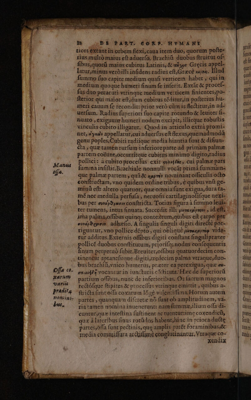 Offa co- «arat ATi frAdita 3203122:21- bus, -oci E n s dalca aMRES S aet S ESAE, 2 29— .. Siuti Ro rip Re idi 1 DE&amp; PART. CORP. HVMANI tices extant in orbem flexi, caua item duo, quorum pofte- rius multó maius eftaduerfo. Brachiüi duobus ftruitur of fibus,quorü maius cubitus Latinis, &amp; «45or- Grecis appel- laturminus veróilli infidens radius eft,Gracé xn. Illud fummo fuo capite medium quafi vexticem | habet ; quiin medium quoque humeri finum fe inferit. Excát &amp; procef- fus duo peracuri vtrinque medium ve:ticem finientes;po- fterior qui maior eft;dum cubitus téditur;in pofterius hu- ineri cauum fe recondit: prior veró cüim is fle&amp;titurjin ad- uerfum. Radius fuperiori fuo capite rotundo &amp; leuiter fi- nuato , exiguunr humeri nodum excipit; illícque robuftis vinculis cubito illigatur. Quod in atticulo extrà promi- net, d*yuà» appellatur,cui aduerfus eft fexus;quemadmodü genu poples,Cubiti radiíque media hiantia funt &amp; difiun- &amp;a , quz tamen rurfum inferioreparte ad primam palme paite codunt;occurrítque cubitus minimo digito,radius pollici: à cubito proceífus exit gux«(fie; cui palma pars fumma infiftit.Brachiale nonnulli vocát primá fummam- que palmz partem ; qui&amp; xapmi» noininant officulis octo conftructam, vno quidem ordine tribus , é quibus vni ge- minü eft: altero quatuor; que omnia funt exigua,dura ta- mé nec medulla perfufa , neruofis cartilaginofifque nexi- bus per eva pSmei conftricta. Totius figura à fummo leuis ter tumens, intus finuata. Succedit 3lli qareegomoi ; 1d. eft; ima palma;offibus quinq; contexcum,;quibus eft carpo per evdpSepetr adhzíio. A fingulis finguli digiti disedli por- riguntut, yno pollice dépto , qui oblique gerexapmo: vide- tur additus.Externis offibus digiti conftant fingulipraeter pollicé duobus conftitutum, priorífq; nodus confequentis linum perperuó fübit.Breuiter;oifibus quatuordecim con- tinentur aptantárque dieiti,tredecim palma vtraque;duo- bus brachitivnico humerus, prater ea perexigua, qua em- eu ud» vocantur in luncturis c5ctiuta; Hxc de fuperiorü partium offibus, nunc de inferioribus. Os facrum magnos rectófque ftipites &amp; proce(lus vtrinque emittit , quibus a- ftricta fant oifa coxarum lóoe valenciffima.Horum autem partes , quanquam difcrete nó funt ob amplitudinem, va. ria tamen nomina inuenerunt: namdfummzse,ilium offa di- qux à lateribus finus rotüdos habent,hinc in prioraduéte partes,offa funt pectinis, que amplis patét foraminibus;&amp; media commiffura ardiffumé conglutinantur. Vtraque co- xendlx yd femo elt qui cond jor mun ttem il: gend [s no! ple cnet [inile Qno P olli E tejtt. tuna quii tümya «odio leti fánt; Excip Qu&amp;: müdiat Graci sum téditu fübxci Oblono bl pio q Qum Gray, t0$ 0m prete lexk tmm ttd.