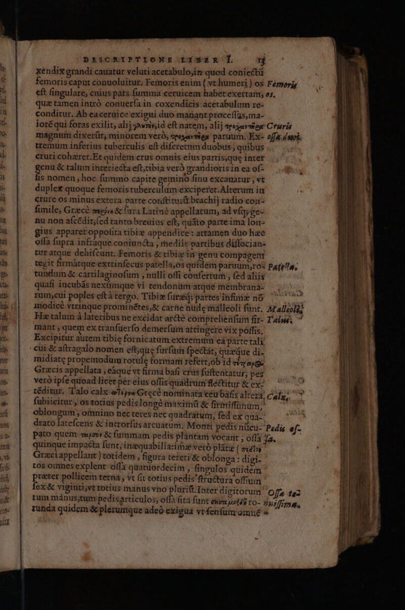 DEISCRIPTIONE L1$zRn L M xéndix grandi cauatur veluti acetabulo;ir: quod coniectü qua tamen intxó conuería in coxendicis ácetabulum re: conditur. Ab eacerüice exigui duo manant proceffas,ma- tremum inferius tuberculis eft difcretum duobus ; quibus cruri coharet. Et quidem crus omnis eius partis;que inter enu &amp; talum interiecta eft,tibia vero grandioris in ea of- s nomen ; hoc fummo capite gemino finu excauatur , vt duplex quoque femoris tuberculam exciperet. Alterum in crure os minus extera parte conftitucit brachij radio con fimile; Grzce-mpjw &amp; fura Latin? appellatum, ad víqyge- nu non afcédit;(ed tanto breuius eft; quáto parte ima lon- gius apparet oppofita tibiz appendice: attamen duo haoc offa fupra infraque coniun&amp;a , rhediis partibus diflocian- tur atque dehifcunt. Femoris &amp; tibia in genu compagent tegit rmátque extrinfecus patella,0s quidém paruum,;ros tundum &amp; cartilaginofum , nülli offi confertum , (ed aliis quafi incubás nexímque vi tendonüm atque membrana- rum;cui poples eftà tergo. Tibiz füraid; partes infimis nó Patt/n, mant , quem ex tranfuerfo demerfüm attingere vix póffis, Excipitur autem tibie fornicatum extremum eá parte tali midiate propemodum rotule formari refert;ob id Tire epo Grzcis appellata ; eaque vt fitmd bafi crus fuftentatur, pes X7 LJ L * .* *  e veró ipfe quoad licet per eius oífis quadrum flectitur &amp; ex fubiicitur , os totius pedis longé inaximü &amp; firmiffünum; oblongum; omnino necteres nec quadratum, fed ex qaa. quinque impacta funt, iriquabiliasirha vero plátie ( mio Graci appellant ) totidem , figura teteri/&amp; oblonga : digi- tos omnes explent offa quatuordecim , fineulos quidem preter pollicem terna , vt fit totius pedis ftru&amp;tura offuun tum mánus;tum pedisarticulos; of tunda quidem. &amp; plerumque adeo exieua vrfen(um' omné » í