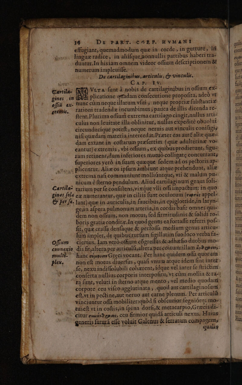 effugiant, quemadmodum quz in. corde , in gutture , in - linguz radice, in aliífque nonnullis partibus haberi tra- A duntur.In hisiam omnem videor oífium defcriptionem &amp; oli numerum impleuiffe. | EI De cartilaginibus , articulus, Ó vinculis. on NETT Car ivi m Cavtila- $i VrTA- funt 3 nobis de cartilaginibus in offium éx-  gines in plicatione qtadam confecutione propofita, adeà vt | a off ex. nunc cümneque illarum vfui j; neque propriz fubftantiz er rationi tradend incumbimus j pauca de illis dicenda re- ! du ftent; Plurima offium extrema cartilago cingit,nullus arti- US culus non leuitate illa.oblinitur, riullus expedite obuolui n circunducíqué poteft ; neque neruis aut vinculis coniügi; a nifi quzdam materia intercedat;Prater éas autéaliz qua- y dam extant in. coftarum prafertim (qua adultérine vos | ^. cantur) extremis , vbi offium , ex quibus prodierunt; figu- ram retinencdum inferiores muuio colligate concurrant; fuperiores yeró in fuam quaque fedém ad os pe&amp;toris ap- pliceritur. Aliz os ipfum ambiunt atque prehendunt, aliae extrema nafi communiunt molliántque; vti &amp; malim pu- J4 , , Bicum é fterno pendulum. Aliud cartilaginumi genus foli- e Cartila- tarium per fe confiftens,vixque vlli offi impactum: in quo bina gines fola ex numerantur, quz in ciliis (unt oculorum (rarzdc appel- mei (b per fe. lant) quz in auriculisjin faucibus;in epiglottide;in laryn- ini cejin afpera pulmonum arteriajin cordis bafi: omnes qui- MUR dem non offium, non motus, fed firmitudinis &amp; folidi ro-: pum boris gratia conditx.In quod genus ea fortaffe referri pof- Kn fit, quz cra(fa denfaque &amp; perfofla medium genus articu- um lum implet, de quibus aevi Gigillatim fuoloco verba fa- A Offum — ciemus. Iam vero offhium cógreflus.&amp; adha&amp;fio. duobus mo- connexio. dis fitaltera per axticulitjaltera pez cóiturazillam d»epem. multi- ^ hanc ejuevem Greci vocant; Per hanc quidem ofla quorum plex. non eft motus diuerfus , quafi vnum atque idem fint 1nte£^ . fe, nexu indiffolubili coherent; idque vel inter fe ftrictum conferta nullius corporis interpofitu; vt cüm mollia &amp; ra-: 1a funt, veluti in fterno atque mento ; vel medio quodam corpore ceu vifco agglutinata ; .quod aut cartilaginofum eft,vt in pectine;aut neruo aut carne plenum. Perarticulit vinciuntur offa mobiliter:quód fi obfcurior.fegniórq; mo-: tuseft vt in coftisjin fpina dorfG&amp; metácarpio,Grecis di- citur eui epar, ceu firmior quidá articuli nexus; Huius generis fücurá efle volui Galenus &amp; fexzaram compagent PUCUEA Cile YQAMAN NusmR UO M udis Vm QU Ime d ca gxemis. tem: offu cili