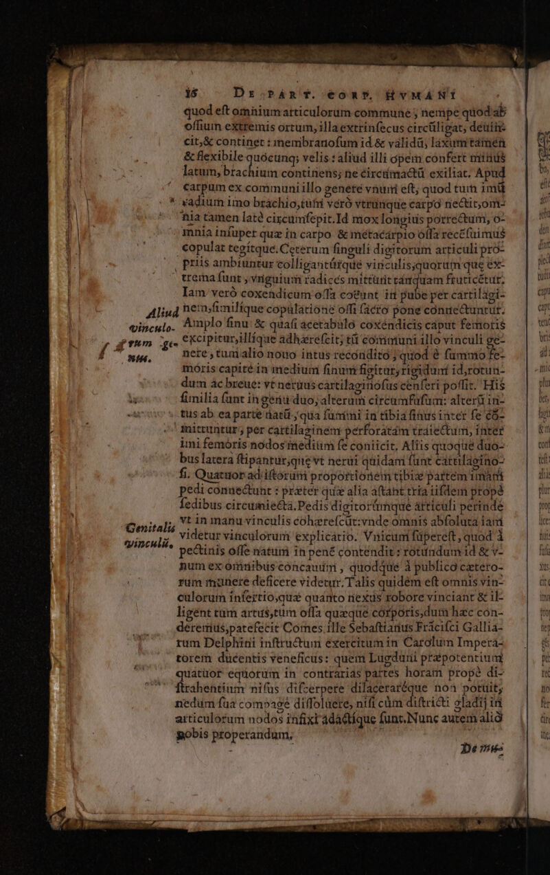 | 15 Dr.pÁm T. €OomP, fvMANÍ quod eft omnium articulorum commune ; nempe quod ab offium extremis ortum, illa extrinfecus circüligat, deüii cit,&amp; continet : imembranofum id &amp; válidá; láxumitamén &amp; flexibile ipid: velis: aliud illi opem confert minus latum, brachium continens; ne circiimactü exiliat. Apud carpum ex communiillo geneté vnurt eft; quod turn 1mü * yadium imo bráchio,tüfii veró vtrürique carpo nectit,om- nia tamen late ciscunmifepit.Id niox lorgitis porre&amp;um, o- mnia infuper quz in carpo &amp; metacarpio offa rec&amp;(uimus .€opulat tegítque. Ceterum finguli digitorum articuli pro- ^— priis ambtuntur colligaritürque viriculisjquorum que ex- tremafunt ,vriguiuri radices mittürit de sie fruticétur. Iam. veró coxendicum offa coeunt itt pube per cartilági- Aliud hefimilíque copalatione offi (àcío pone conuectuntüt. vinculo. Amplo finu: &amp; quafi acetabuló coxeéndicis caput femoris rhum ge ekcipiturjillíque adharefcit; tá communi illo vinculi ge- - nere , tuni alio nouo intus recondiro; quod &amp; fummo fe- móris capité in medium finum figitut; rigidum id,rotun- dum ac breue: vt nerüus cartilaginiofus cenferi poffit. His fimilia (ant ingerii duo, alterum circamfufum: alter in- tus ab ea parte nati ; qua funimi in tibia fiaus incer fe c5- mittuntur, per cartilasinem perforatam trdiectum, inter imi femoris nodos fnediiim fe coniicit, Aliis quoque duo- bus latera ftipantur;que vt nerui quidam funt cateilagino- fi, Quatuor ad iftorutri proportionem cibis partem 1mará pedi conuectunt : prater qux alia a(tant tria tifdem propé fedibus circumie£&amp;tà. Pedis digitorámque átticuli perinde Cenirali; V 1 manu vinculis coherefcüt:vnde omnis abfoluta iani videtur vinculorum explicatio. Vnicum füpereft, quod 1 pe&amp;inis offe natum in pen£ contendit : rotundum id &amp; v- num ex ommnibuisconcaudm , quodque à publica cztero- rum munere deficere videtur. Talis quidém eft omnis vin- culorum infertio,que quanto nexus robore vinciant &amp; il- ligént tum artus,tum offa queque córporis,dum hzc con- dereiius,patefecit Comes ille Sebaftiarius Fricifci Gallia- rum Delphini inftructum exercitum in Carolum Imperá- torem ducentis veneficus: quem Lugduni przpotentium quatüor equorum in contrarias pattes horam propé di- ftrahentinm nifus difzerpere o wein noa potüit; nedum fua compage diffoluete, nifi cüm diftricti oladij in articulorum nodos infixt adadtíque funt. Nunc autem alid yobis properandum,  e — L— d  2:44. tVinculit, De mwe-