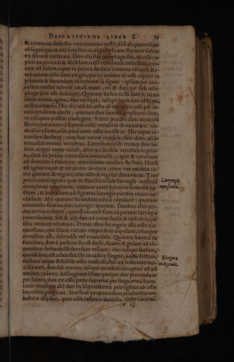  RB OI MEX E^ Ds&amp;scRIPTIONE LinrkR I. tg &amp; ceruicem defle&amp;it non omnino recto fed aliquantulum obliqué;quem alij fimplicem; alij . En ftatuere folent ex fibrari varietate. Duo alij fub eefophago fiti, b ofTe ca- pitis in primam &amp; fécüdairi colli vertebram inferüturquo- rum eft folum caput in priorà flécteré immotaá ceruice.R e- cró auterri octo furit exigui;qui in ambitu ab offe capitis in primam &amp; fecundam vertebrani fe figunt : ipfánique arti- culium ntulto robore confirmant ; vii &amp; duo qui m ceío- phago jam sit defcripti, Quatuor éx his tecti funt &amp; ir re- «tum motus agunt; duo obliqui ; reliqui item düo obliqui; at fitu aduerfo.His alij infidet octo ab oécipitis offe per to- tam ceruicem eiecti , quórum duo fumi ampliores funt; vt reliquos poffint contegere. Variis przditi funt neruorü fib 1s,quz omnesé feptem colli vértebris dimanárunt: vn- dealiis plures;aliis paucieres octo credütur. Hic caput ré- trorfum flectunt : cum hoc autem ceruicis aliàs duás; aliàs tres;aliás omnes vertebras. Latetibus colli vtrings duo in- funt magni atque validi , alter ex fecüda vertebra ir prio- ra;alter ex prima retrorfum contendit , caput &amp; ceruicem ad dextram lzuámque conuerfiorie modica flectunt.Horü eft igitur caput &amp; ceruicem mouere, quos vna quidem rà- to quatuor &amp; vigintijalia octo &amp; viginti dinumerat; Tres' &amp;unt ; &amp; huieillam adiügentes laryügis partem 1mam oc cludunt. Alij quatuor fecundám terti copulant : quorum contractu fumma pars laryügis aperitur. Duobus aliis pri- ma terti cohetet , quorüt intereft fummà partem latyngis intercludere. Süt &amp; alij duo ad totius bafia &amp; radicem;qui: iftis veniunt adiutores. Pfater iftos laryngein álij octo cis cumftans,qui illum vicinis corporibüs copulant; cümque neceffitas eft. diftendüt vel contráh(t. Quatuor hzrént in faucibus, duo é pectore fursü ducti, fauces &amp; gulám ad ali- mentum deduceridü deorfum vellunt : duo reliqui fütfüin;^ quórü fitus eft aduerfüs.Os in radice linguz, voie dicturi, rnectunt atque ftabiliüt octo mufculi,duo ex inferioretna: xilla Ma oe fub. mento, reliqui ex tuberculo,qüod eft ad inter vtrofque alij duo 1n lósitudinem pórrigütur ab offis lateribus prognati. Similem propemodum productiosem habent alij duo, quos edit iüfexior maxilla. Ode lus muf- o 1J Lingus 12H [cMis, CRECEN NER. - S