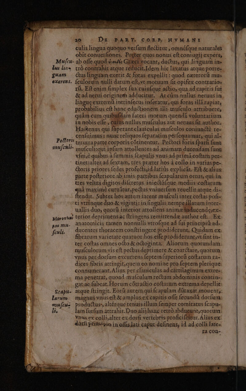 culis lingua quoquo verfum flectitur , omnéfque naturales obitconuerfiones. Préter quos nonus eft coniugi] expers; Mwfcu- ab offe quod. jede Greci vocant, ductus, qui linguam ine lus lin«. txó contrahit atque réducit.Idem hic laxatus atque porre- g4am — Guslinguam exerit &amp; foras expellit: quod. ceterorü mus exeress. culorum nulli datum eft; vt motuum fit opifex contrario: rii. Eft enim fimplex faa: cuiufque actio, qua ad capitis fut &amp; ad nerui originerh adducitur... At cüm nullus neruus in lingue extremü intrinfecus inferatur, qui foras ill rapiat; probabilius eft hanc eductionem illi: mufculo. attribuere, quàm cum quibufdam fateri motum quenda voluntarium in nobis effe , cüfus nullus mufculus aut neruus fit author. Ha&amp;enus qui füperantclauiculas mufculos coniuncté re- . cenfuimus: nunc reliquos feparatim perfequamur; qui al- Petzorts v.c utra parte corporis cótinentur. .Pectori foris fparfi funt smu[culi- mufculi:qui ipfum attollentes ad animam ducendam (unt víni;à quibus à fummis fcapulis vnus ad. primá coftaii per- Nein cn fextam, tres. praeter hos à collo in variaspe- &amp;oris priores fedes profe&amp;tisid latits explicat. Eft &amp; alius parte pofteriore ab imis partibus Ícapularum ortus; quiin tres veluti digitos di(cretus. iniectü(que. mediis:coftarum. quà maxime curüátur;pectus vniuerfum reuellit atque di-. ftendit. Subter hos autem iacent mufculi inter coftas pofi- ti vtrinque duo &amp; viginti: in fingulis nempeillarum inter- uallis duo, quorüi 1nterior attollens animae inducende;ex- MesorAsi terior deprimens ac ftringens remittendz author eft... Ex anatomicis tamen nonnulli vtrofque ad fui principiü ad. ducentes thoracem conítringere prodiderunt. Quidam ex. fibrarum varietate quatuor;hos.efle prodidetunr;vt fint 1n- ter.coftas omnes octo &amp; octoginta. Aliorum quorundam muículorum vis eft pectus deptimete &amp; coar&amp;tare, quorum vnus per. dorfum excurrens feptem fuperiorü coftarum ra- dices fibris attingit,quem eo nomine pro feptem plerique connumerant. Alius per clauiculas ad cártilaeinum extre- : ge ma penetrat, quoad muículum rectum abdominis contin- pios nui- fei. Srapu- atque ftringit. Eorü autem;qui fcapulam dütaxat mouent; larum. mágnus vnus eft &amp; amplus;ex capitis offe fecundü dorfum souícus productus altérque tenuisillum femper comitatus fcapu- li. lain furfum attrahit.Duo alij hanc retró abdueunr,quorum vnus ex colli;alter ex dorfi vertebris proficifettur. Alius ex dorf p&amp;iteeio in offisJati caput definens; id ad colli late- ra con- peu ao 4*«- Wee 7 4 0 vs ——