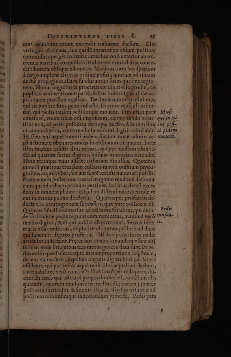 crus degolutus totum extendit trahítque furfum. Illis vtrinque aftat vnus , hic quidé i interior ex offium pe&amp;tinis commiffura perg: s in cruris latus:hic veró exterior ab ex- tremis parcibus : Coxendicis i in alterum crurislatus conce- dit : horum obliqua eft motio. Medium inter hos fpatium à tergo implent alij tres ordine pofiti , quorum ad tibiam du&amp;z propagines;illam fübducunt in fuam quifque regio- nem. Nonus 'anguttus &amp; procerus ex ilium offe proc dic; in poplitis einineutiorem parté dustus infercüfque tibiz ca- pitquam prorfüm explicat. Decimus omninm minimus; qui in poplite fitus genu iuflectit.In crure maufculi oriun- tut, qui pedis tarfüm. pediáux que.mouent. Tres prior pars continet , vnum tibia offi impofitum,ex quotendo bipar- 4 titus iita pedis pollicem vtrinque du&amp;tas.Alterum fure circumuoluti um, cuius tendo in minimi digiti radicé abit. Hi funt qui qué intenti pedem furfum moué&amp;taltero ve- ró actionem obeunte,motus i in obliquum torquetur. Inter illos medius infifüt alius minor , qui per mediam tibiá rc- étà ad quatuor fertur digitos, hófque contra&amp;tus extendit. Huic vtrinque vnus alfidet trifariam diuulfüs, Quocirca tametíi pracipui cres funt; collatis tamen omnium propa- ginibus atque víibus,fex aut fepté rectius numerari pofsüt. Parte autem pofteriore tres in magnum tendoné definunt eum;qui ad calcem primum pertinet, f fed hincdemü exce- dens in omnem plante cuticulam diffeminatur »perinde vt ui in manus palma dicebatur. Quartus per profandü de- dudus; in eai mreg'onem fe profert, t,qtue ante pollicem eft. Quintus füb illis demer (us ad caleem effuadic: Atqui dein- de toti iaferz pedis regio: ni coim: nunicatur, maxumn? veró tedio digito , &amp; ei qui pollici eft proximus. Sextus inter cruris ofla conto duplici cendonetaaqualoro ad duos qui Íuperant digitos profertur. Hi duo potteriores pedis articulos infe&amp;tunt. Preter hos tàmmen in eundem vfi alij funt in pede fiti,quibus cria motus genera dara fu unt. In je dio enim quod metacarpio manus proportione. refpSde: decem numeràtur equibus fi ingulis wn tis bini per isa affident; qui pariter &amp; aequ? cenfi illos ; equaliter flestant, in: squabiliter verà contracti illo$ 1atió per o»li quum du- cant.In tarífo qui ad carpi proportio: nem eft, conüftunt alt uatuor , quorum tendones in redii dizitorum ( prater pollicem ): articulos . defi: Ru illic &amp; alij duo vifuntur ad pollicemninimámque infectendum project, Pedis pars » Mic P LTET its Pedis e bs