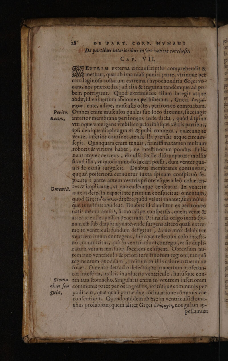 a8 Dt PART. COÓRTP. HVMANI De partibus interioribus infero ventre corclufis, GUAE MLT, QD EÉNTRrM externa circunfcriptio comprehendit &amp; 2M metitur, quz ab ima niali punici parte, vtrinque per cartilaginofa coftarum extrema (hypochondria Greci vo cant, nos przcordia ] ad ilia &amp; 1nguina tandémque ad pa- bem potricitur. Quod extrinfecus illam inteoit atque abdirjid vniuerfum abdomen perhibemus ,' Graci farys- à eeu» ; cute, adipe, mufculis oto, peritorizo compactum. Perito. Omnes enim muículos quales fuo loco diximus, fuccingit &amp;4u4;p, interior membrana peritoneos inde dicta , quód à fpina vtrinque emergens vmbilico prioribáfque xétris partibus, ápfi denique diaphragmati &amp; pubi connexa ; quacuhnqiie venter iiferior continet ;«enía illa prenfat atque circum- fepit. Quanquamenim tenuis , 5irmiffimatamen multum toboris &amp; virium habet , ne inteftinorum pondus. füfti- neus atque coercens , diuulfa facile difrumpatur: mollis fimul illa, vt quodammodo laxari poffit , dum venter qua- nit de cauta turgefcit. Duabus membranis continetur, que ad pofteriora cernuntur iuxta fpinam confpicuó fe- pas:ate : parte autem ventris priore vfque adeo cohzren- Omen, 69 € unplicata , vt vna eadémque cenfeatur. In ventris ' autem detecta capacitate primum confpicitur omentum, quod Greci av moo dixere; quód veluti mmnatet,fümmürm- que iiteftinis inüdeat. Duabus id clauditur ex perittonzo natis mémbranulis, firmo adipe coníperfis , quem vena &amp; arteriz exiles paffim peaetrant. Primailli origo iuxta fpi- nam eft fub diaphragmatesvnde fareens altero quafi extre- moin ventriculi fuadum defipitur , àquo mox delabitur ventrem imam cohntegens, hincque reflexum colointefti- Ao cóminitditur, quá to ventriculum conteett , vt fic dupli- catum-veram marfupij fpeciem exhibeat. Obtenfirm au- tem imo ventriculo &amp; priori iateftinorum regzroni, canquá tcomenrum quoddam , 1nfitwn in illis calorein tuetur ac fouet. Omento detracto defectóqae in apertum proferuas tur inteft!na, maltis inuolucris ventriculo , huiáfque con- $10785- tinüata (tornacho, Singula*is enim in veutrem inferiorem ebis [e&amp;. communis patet per os ingreffüs, exitáfque communis per £ulz, podicem ; qua quafi porte due cócinuatione comunis viz confentiunt. Quandoquidem ab iz in ventriculü ftoma- chus prolabitur, quem alitez Greci eizgoyoy, nos gulam ap- T pellamus: