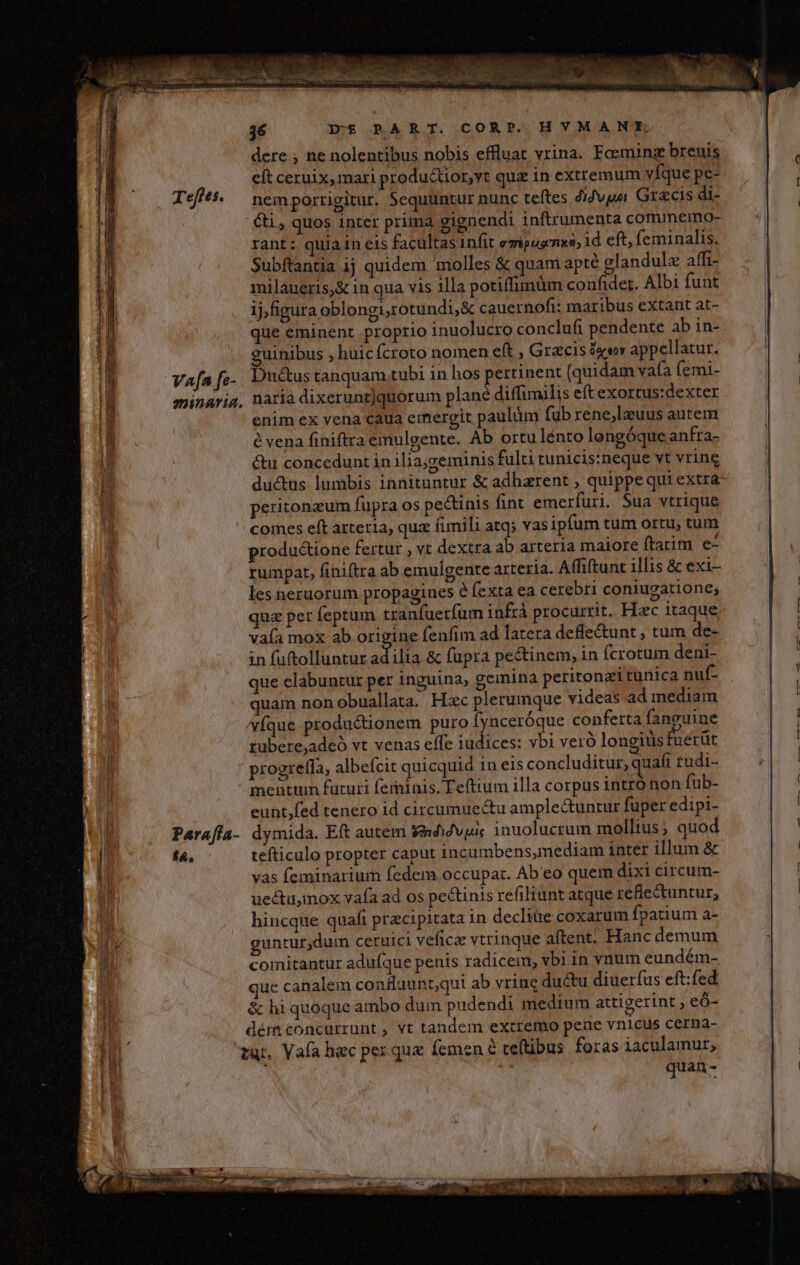 [ S ^gm e : T Aces AE, sni sen oia NA  36 XY-$ BART. CORP. HVMANIE. dere ; ne nolentibus nobis effluat vrina. Foerning breuis eít ceruix, mari productior,vt qui in extremum víque pe- nemporrigitur. Sequuntur nunc teftes didjvpa. Grzcis di- ét, quos inter prima gignendi inftrumenta commemo- rant: quiain eis facultas infit ezipugnan, id eft; feminalis, Subftantia 1j quidem omolles &amp; quam apté glandulz affi- milaueris,&amp; in qua vis illa potiffimum confider. Albi funt ij/figura oblongi,rotundi,&amp; cauernofi: maribus extant at- que eminent proprio inuolucro conclufi pendente ab in- uinibus , huicfcroto nomen eft , Grzcis àv appellatur. Vafa fe. Ductus tanquam tubi in hos pertinent (quidam vafa femi- naria dixerunt)quorum plane diffimilis eft exortus:dexter enim ex vena caua emergit paulüm fub rene,lzuus autem é vena finiftra emulgente. Ab ortu lénto longóque anfra- &amp;u concedunt in ilia;geminis fulti tunicis:neque vt vrine ductus lumbis innituntur &amp; adharent , quippe qui extra peritonzum fupra os pectinis fint emerfuri. Sua vtrique comes eft arteria, quz fimili atq; vas ipfum tum ortu, tum productione fertur , vt dextra ab arteria maiore ftatim e- rumpat, finiftra ab emulgente arteria. Affiftunt illis &amp; exi- les neruorum propagines e fexta ea cerebri coniugatione; quz per feptum tranfuerfum infrà procurrit. Hec itaque hin AYIA. in fuftolluntur adilia &amp; fupra pe&amp;tinem, in fcrotum deni- que elabuntur per inguina, gemina peritonzi tunica nuf- quam non obuallata. Hxc plerumque videas ad mediam víque productionem puro fynceróque conferta faneuine rubere,adeó vt venas effe iudices: vbi veró longitis faerüt progrefla, albefcit quicquid in eis concluditur, quafi tudi- mentum futuri feminis. Teftium illa corpus intró non fub- eunt,fed tenero id circumuectu amplectuntur fuper edipi- dymida. Eft autem Yaddvuic inuolucrum mollius ; quod tefticulo propter caput incumbens,mediam inter illum &amp; vas feminariur fedem occupat. Ab eo quem dixi circum- uectuymox vafa ad os pectinis refiliunt atque refle&amp;untur, hincque quafi precipitata in decliüe coxarum fpatium a- guntur,dum ceruici vefica vtrinque aftent. Hanc demum comitantur adufque penis radicem, vbi in ynum eundém- que canalem conuunt,qui ab vrine ductu diuerfus eft:fed. &amp; hi quoque ambo dum pudendi medium attigerint eó- dém concurrunt , vt tandem extremo pene vnicus cerna- üt, Vaía hec per que femen à teftibus foras iaculamur,