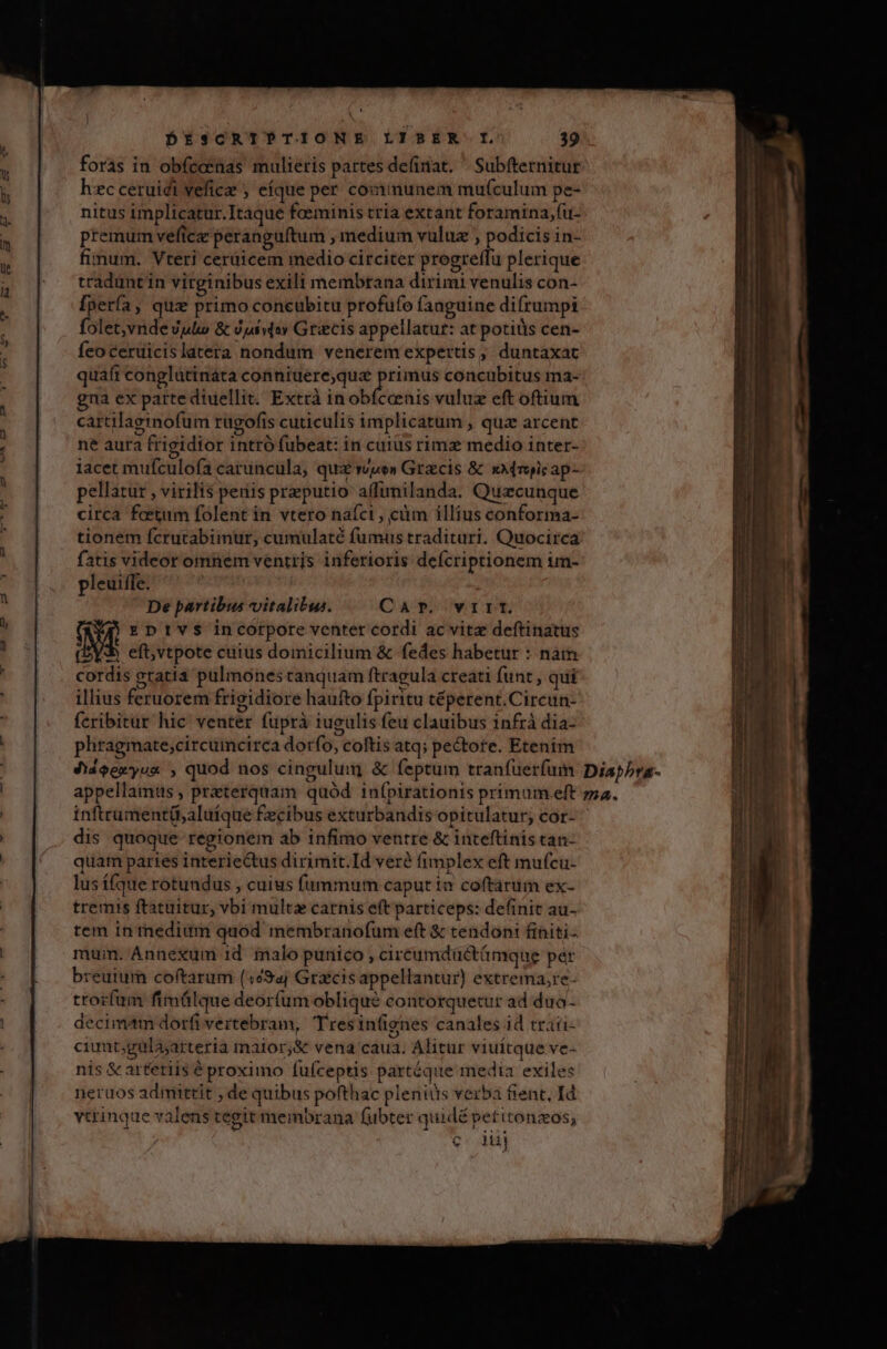 foras in obfcoenas mulieris partes definat. ^ Subfternitur hzc ceruidi veficae ; eíque per communem mu(culum pe- nitus implicatur.Itaque foeminis tria extant foramina, (u- premum veficz peranguftum , medium vuluz , podicis in- fimum. Vteri cerüicem medio circiter progreffu plerique traduntin virginibus exili membrana dirimi venulis con- [pería, qux primo concubitu profufo (anguine difrumpi folet,vnde Jul &amp; jpivioy Grecis appellatur: at potiüis cen- Íeo ceruicislatera nondum venerem expertis , duntaxat quafi conglütináta conniuere,qua Lote concubitus ma- gna ex parte diuellit. Extrà inobícoenis vuluz eft oftium cartilaginofum rugofis cuticulis implicatum , quz arcent ne aura frigidior intró fubeat: in cuius rimz medio inter- iacet mufculofa caruncula, qui wen Grgcis &amp; xMroicap- pellatur , virilis peris preputio affimilanda. Quazcunque circa fectum folent in vtero naíci , cüm illius conforma- tionem fcrutabimur, cumulaté fumus tradituri, Quocirca fatis videor omnem ventris inferioris deícriptionem im- pleuiffe. De partibus vitalibus. CAP. VIIT. dvi EDIVvS incorpore venter cordi ac vitz deftinatus *b eft,vtpote cuius domicilium &amp; fedes habetur : nam cordis gratia pulmonestanquam ftragula creati funt , qui illius feruorem frigidiore haufto fpiritu téperent.Circun- fcribitur hic venter fuprà iugulis feu clauibus infrà dia- phragmate;circumcirca dorfo, coftis atq; pectore. Etenim inftrumentü,aluíque £ecibus exturbandis opitulatur, cor- dis quoque regionem ab infimo ventre &amp; inteftinis tan- quam paries interiectus dirimit. Id ver? fimplex eft mufcu- lus í(que rotundus , cuius fummum caput 1» coftarum ex- tremis ftatuitur, vbi multae carnis eft particeps: definit au- tem in tnedium quod membranofum eft &amp; tendon: finiti mum. Annexum id malo punico , ciréumdüctámque pér breuiurn coftarum (1é94j Grxcisappellantur) extrema,re- trorfum fimülque deorfum oblique contorquetur ad duo- decimam dorfi vertebram, Tresin(ignes canales id traii- ciuat;galasarteria malor,&amp; vena caua. Alitur viuítque ve- nis &amp; artetiis é proximo fuíceptis partéque media exiles neruos admittit , de quibus pofthac pleniüs verba fient, Id vtrinque valens tegit membrana fubter quidé petitonzos; Q* dl