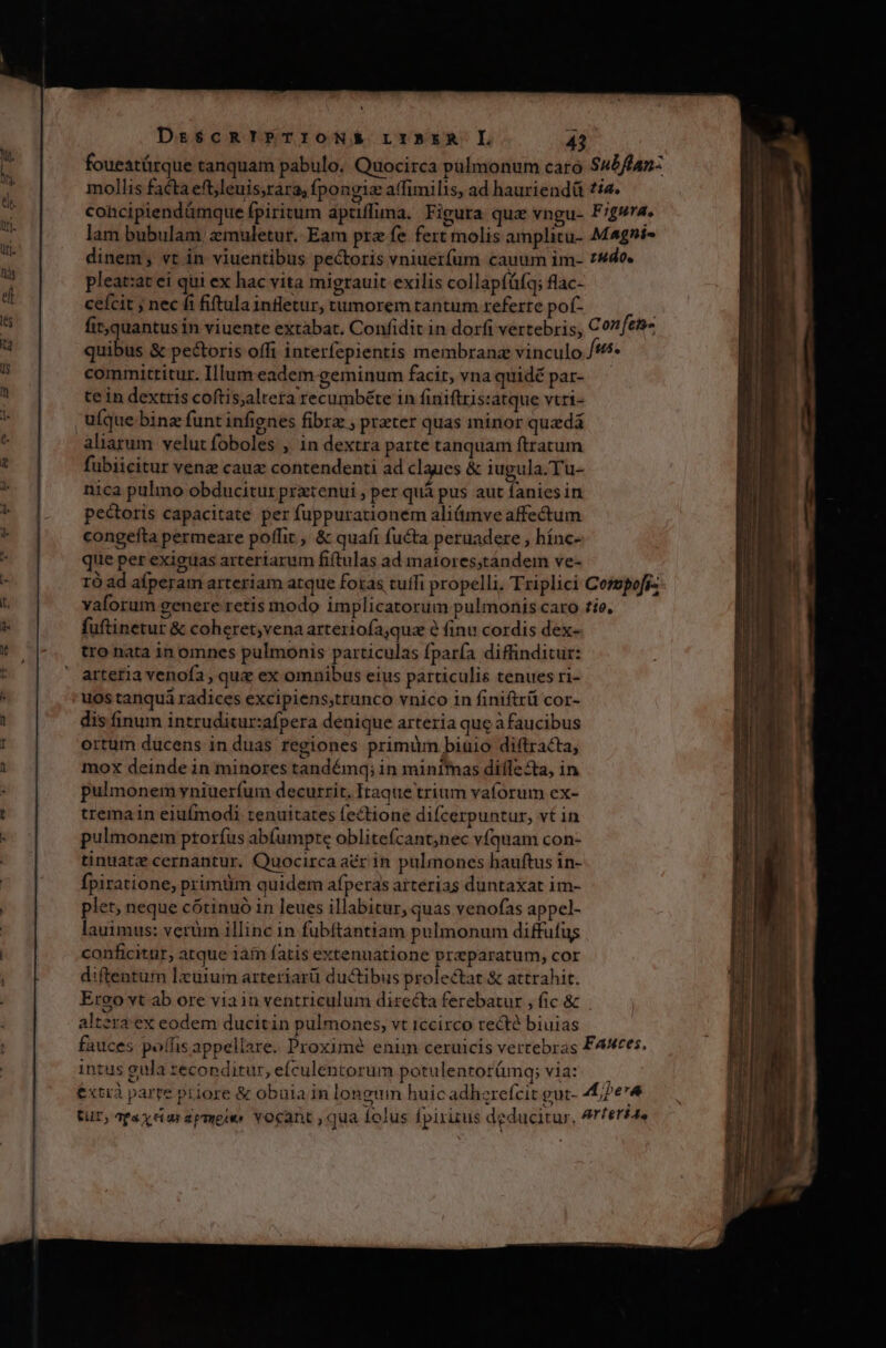 foueatüárque tanquam pabulo. Quocirca pulmonum caro $45/ffan- mollis facta eft,leuis,rara, fpongiz affimilis, ad hauriendü £4. cohcipiendámque fpiritum aptiffima. Figura quz vngu- F'g4. lam bubulam. zmuletur. Eam pre fe fert molis amplitu- Magnt- dinem; vt in viuentibus pectoris vniuerfum cauum im- 74do. pleat:at ei qui ex hac vita migrauit exilis collapfüfq; flac- ceícit ; nec fi fitula infletur, tumorem tantum referre pof- fit,quantus in viuente extabat. Confidit in dorfi vertebris, Con ftis» quibus &amp; pectoris offi interfepientis membranz vinculo fus. committitur. Illum eadem geminum facit, vna quidépar- - te in dextris coftis;alteta recumbéte in finiftris:atque vtri- uíque binz funt infignes fibrz ; preter quas minor quadá aliarum velut foboles , 1n dextra parte tanquam ftratum fubiicitur veng caua contendenti ad claues &amp; iugula.Tu- nica pulmo obducitur prtenui , per quà pus aut faniesin pectoris capacitate per fuppurationem aliímve affectum congefta permeare poffit , &amp; quafi fucta peruadere , hínc- que per exiguas arteriarum fiftulas ad malores;tandem ve- rÓ ad afperam arteriam atque foras tuffi propelli. Triplici Comspofsz valorum genere retis modo implicatorum pulmonis caro tie, fuftinetur &amp; coheret;vena arteriofaqua e finu cordis dex- tro nata in omnes pulmonis particulas fparfa diffinditur: arteria venofa , qu&amp; ex omnibus eius particulis tenues ri- uos tanquá radices excipiens;trunco vnico in finiftrü cor- dis finum intruditur:afpera denique arteria que à faucibus ortum ducens in duas regiones primum biuio diftracta, mox deinde in minores tandémq; in minimas diíle5ta, in pulmonem yniuerfum decurrit, Itaque trium vaforum ex- tremain eiufmodi tenuitates fectione difcerpuntur, vt in pulmonem ptorfus ab(umpte obliteícant;nec vfquam con- tinuate cernantur. Quocirca acr in pulmones hauftus in- Ípiratione, primtim quidem afperas arterias duntaxat im- plet neque cótinuó 1n leues illabitur, quas venofas appel- lauimus: verüm illinc in fubftantiam pulmonum diffufügs conficitur, atque iàin fatis extenuatione praparatum, cor d:iftentüm laurum arteriarü ductibus prolectat &amp; attrahit. Ereo yt ab ore via in ventriculum directa ferebatur , fic &amp; altera'ex eodem ducitin pulmones, vt iccirco recte biuias fauces poffis appellare. Proxime enim ceruicis vertebras FAMtces. intus gula reconditur, efculentorum potulentorümq; via: — &amp;xtrà parre priore &amp; obuia in longum huic adhzrefcit gut- 4£/Pe' CUr, 7Psx cia epmeio. YOcant , qua folus fpirizus deducitur, Arterid.