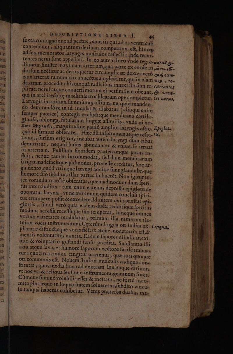 fexta coniugatione ad pe&amp;tus , cum iis qui ad os ventriculi 'contendunt , aliquantum deriuari compertum. eft, hincqs ad fex memoratos laryneis mufculos reflect : inde recur- rentes nerui funt appellati. In eo autem loco vnde fegré- sud og diuntur,finifter maximam arterlam,qua parte ex corde in Myr v6 - doríum fectitur ac detorqüetur circumplicat: dexter veró ex Xj oayw- eum arterie ramum circunuectus amplectitur,qui in alam TH , r£- dextram procedit : his tanquá radicibus innixi furfum re- currentes plicati nerui atque le motum el perfimilem obeunt, t» voca. qui in architecture machinis trochlearum ope completur. Jes nerus, Laryngis introitum fummáümgq; oftium, ne quid manden- do deuorandóye in id. incidat &amp; illabatur ( alioqui enim femper pateret) contegit occludítque membrana cartila- ginofa, oblonga, fiftularum linguz affimilis ; vnde ei.no-- men £ny^aflis , magnitudine pauló amplior laryngis oftio, Epiglot. quó id firmius obierarer. Hzc dü infpiramus atque refpi- '14. ramus, furfum erigitur, incubat autem laryngi dum cibus demittitur , nequid huius abundanter &amp; vniuerí2 1rruaf inarteriam. Pufillum fiquidem praíertímque potis in- fluit, neque tamén incommodat » fed dum membranam irrigat madefacítque pulmones, prodeffe creditur, hoc ar. umento,quód vtrinque laryngi additz funt glandulz;que | READ fuo fubditas illas partes imbuerét; Non igitur in» ter vorandum arcte obíeratur, quemadmodum dum fpiri- tus intercluditur : tum enim eatenus deprefla epiglottide obturatur larynx , vt ne minimum quidem conclufi fpiri- tus erumpere poffit &amp; excedere.Id autein quia praeftat epi- glottis , fimul veró quia eadem ducti redditíque Ípiritus modum acceffu cba tn fuo temperat , hincque omnes vocuim varietates modulatur , primum illa. nimirum fta. tuitur vocis inftrumentum.Ceterüm lingua ori indita ex. planatz diftin&amp;tzque vocis fidrix atque moderarrix eft,&amp; mentis voluntatí(qg; nuntia, Eadem fapores diiudicat;exi.. mio &amp; voluptario euftandi fenfu pradita. Subftantia illi rara atque laxa, vt humore faporum vectore facilé imbua: tur : quocirca tunica cingitur praetenui , quz toti quoque ori communis eft. Nouem ftruitur mufculis vndique cone ftitutis , quos media linea ad dextram lzeuámque dirimit, vt hoc vti &amp; teliqua fenfum inftrumenta,seminum forer. Cümque fummé volubilis effet &amp; incitata » ne forté indo. mita plus zquo in loquacitatem folueretur,fübdito yincue lo tanquá habenis USER Yenis praterea duabüs ma. Lingua,