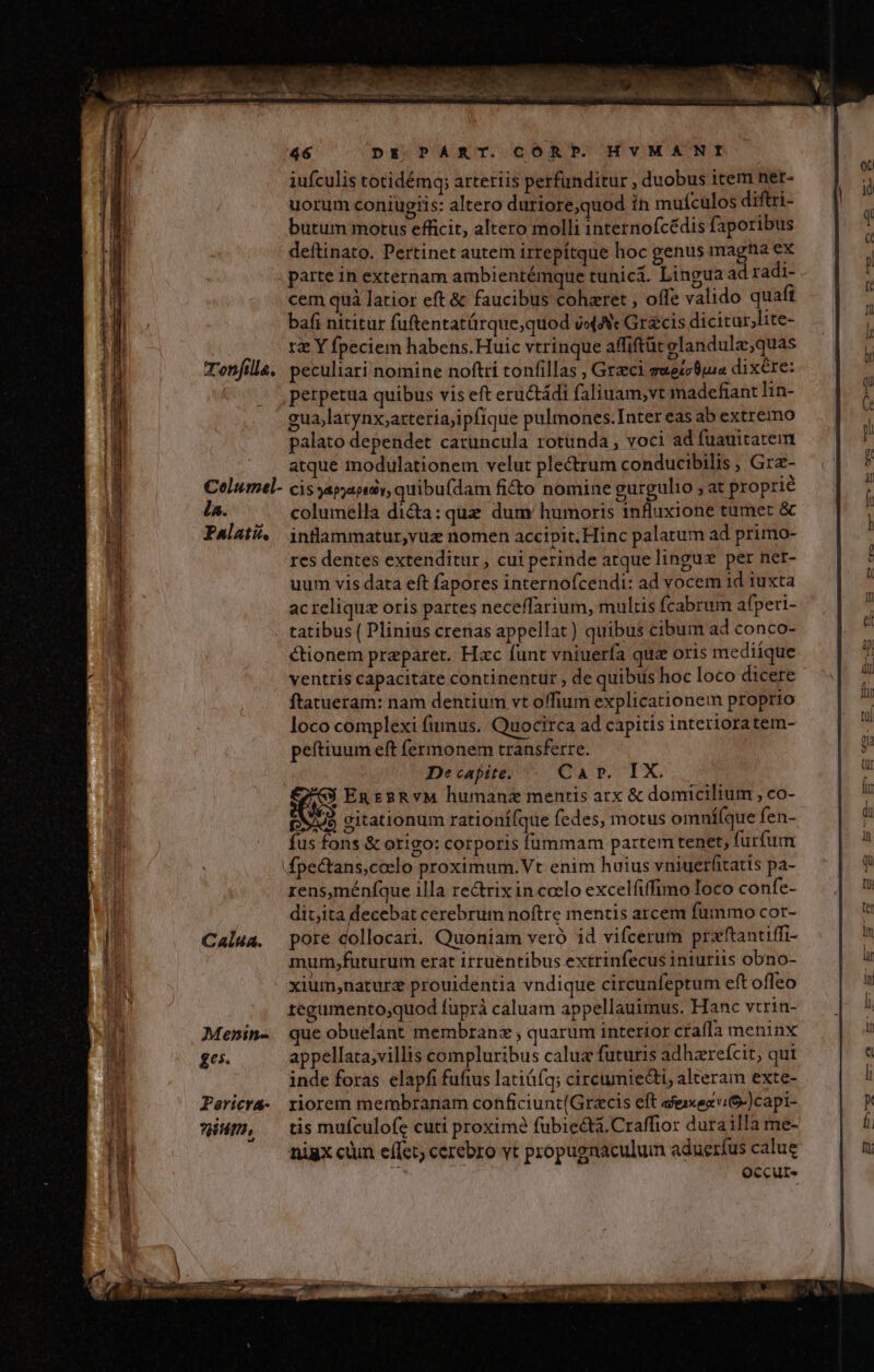 ! C ARM EE — —Ó P: dm aes CPU M MESE ad 46 DE PART. CORP. HVMANI iufculis totidémq; arteriis perfunditur , duobus item ner- uorum coniugris: altero duriore,quod in muículos diftri- butum motus efficit, altero molli internofcédis faporibus deftinato. Pertinet autem irrepítque hoc genus magha ex parte in externam ambientémque tunica. Lingua ad radi- cem quà latior eft &amp; faucibus coharet , offe valido quafi bafi nititur fuftentatürque,quod i4 Grzcis dicitur,lite- rz Y fpeciem habens.Huic vtrinque affiftücelandulz;quas Tronfilla. peculiari nomine noftri tonfillas , Graci swescBusa dixére: perpetua quibus vis eft eructádi faliuam,vt madefiant lin- gua,larynx;arteria;ipfique pulmones.Inter eas ab extremo palato dependet caruncula rotünda , voci ad fuauitarem atque modulationem velut plectrum conducibilis , Grz- Columel- cis appa, quibufdam fi&amp;o nomine gurgulio ; at proprie i4. ^ columella di&amp;a:quz dum humoris tnfluxione tumet &amp; Palati, intülaammatur,vuz nomen accipit, Hinc palatum ad primo- res dentes extenditur , cui perinde atque linguz per ner- uum vis data eft fapores internofcendi: ad vocem id iuxta ac reliquz oris partes neceffarium, multis fcabrum afperi- tatibus ( Plinius crenas appellat) quibus cibum ad conco- ctionem preparet. Hac funt vniuerfa qua oris mediíque ventris capacitate continentur , de quibtís hoc loco dicere ftatueram: nam dentium vt offium explicationem proprio loco complexi fimus. Quocirca ad capitis interioratem- peftiuum eft fermonem transferre. De capite. CarPT IX FG$ En EgRvM humanz mentis arx &amp; domicilium , co- * gitationum rationífque fedes, motus omní(que fen- fus fons &amp; origo: corporis fummam partem tenet, furfum fpe&amp;tans,ceelo proximum. Vt enim huius vniuerfitatis pa- rens,méníque illa re&amp;trix in coelo excelfiffimo loco confe- dit,ita decebat cerebrum noftre mentis arcem fummo cor- Calwa. pore dollocari. Quoniam veró id vifcerum prxftantiffi- mum,futurum erat irruentibus extrinfecus iniuriis obno- xium,naturz prouidentia vndique circunfeptum eft offeo zegumento;quod fuprà caluam appellauimus. Hanc vtrin- Menin- queobuelant membranz ; quarum interior crafla meninx ges. appellata;villis compluribus calua futuris adhzreícit; qui inde foras elapfi fuftus latiáí(q; circumiecti, alteram exte- Paericra- riorem membranam conficiunt(Gracis eft dexexvi-)capi- wit, tismufículofe cuti proxime? fubiecta.Craffior dura illa me- nigx cüm effet; cerebro vt propugnaculum aduexíus calue OCcur-