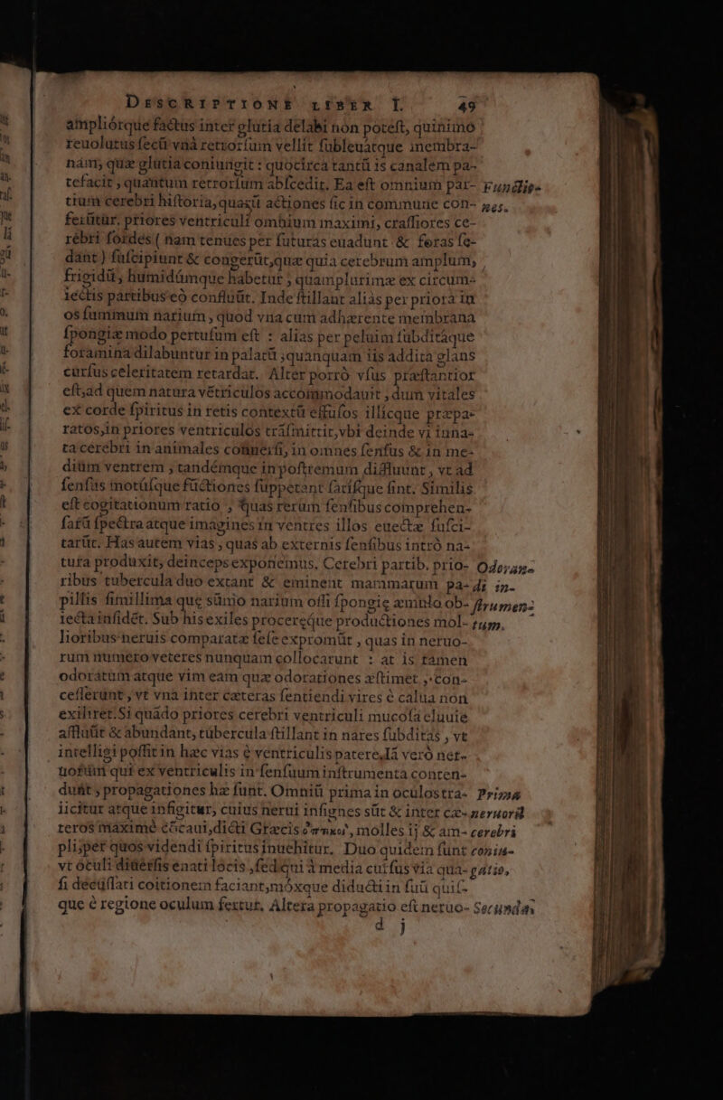 p — 2 DrscRiPTIONE rrfsim [ 49 ampliórque factus intcy glutia delabi non poteft, quinimo reuolutus fecit vnà retzorfuim vellit fübleuatque inembra- nám, quz glutia coniungit : quocirca tantü 1s canalem pa- tefacit , quantum retrorfum ablcedit. Ea eft omnium par- feiüitür. priores ventriculi omhium maximi, craffiores ce- rébri fordes ( nam tenues per futurás euadunt &amp; feras fe- Fundis. e$. frigidü, humidámque habetur ; quamplurimz ex circum- 1ectis partibuseó confluür. Inde ftillant aliàs per priora in os fummum narium , quod vna cum adhazrente membrana fpongiz modo pertufum eft : alias per peluim fubditáque foramina dilabuntur in palacü »quanquam iis addita glans curfus celeritatem retardat.. Alter porró vfus pradftantior eft,ad quem natura v&amp;triculos accótmmodauit ; dum vitales eX corde fpiritus in retis contextüt effufos illicque przpa- ratos;in priores ventriculos tráfmittit,vbi deinde vi iuna- ta cerebri in animales cotineifi, 1n omnes fenfus &amp; in me- diüm ventrem , tandémque in poftremum diuunr , vt ad fenfis iotüíque füctiones fuppetant fatífque fint. Similis eft cogitationum ratio , Quas rerum fenfibus comprehen- fatü fpectra atque imagines rn ventres illos euectz fufci- tarüt. Has autem vias , quas ab externis fenfibus intró na- 4 lioribus-neruis comparata fefe expromtüt , quas in neruo- rum numero veteres nunquam collocarunt : at is támen odorátüm atque vim eam quz odorationes x(timet ,.con- ceflerunt , vt vnà inter ceteras fentiendi vires é calua non exiliret.Si quado priores cerebri ventriculi mucofá cluuie affluüit &amp; abundant, tübercula ftillant in nares fubditas , vt intelligi poffit in hac vias e ventriculis patereLi vero net uoftim qui ex ventriculis in fenfuuminftrumenta conten- duit ; propagationes hz funt. Omniü prima in oculostra- Pris fi decüffati coitionem faciantmóxque didu&amp;tiin fuü qui- d j TEN edm m ap t Lo * -— dm - — pom