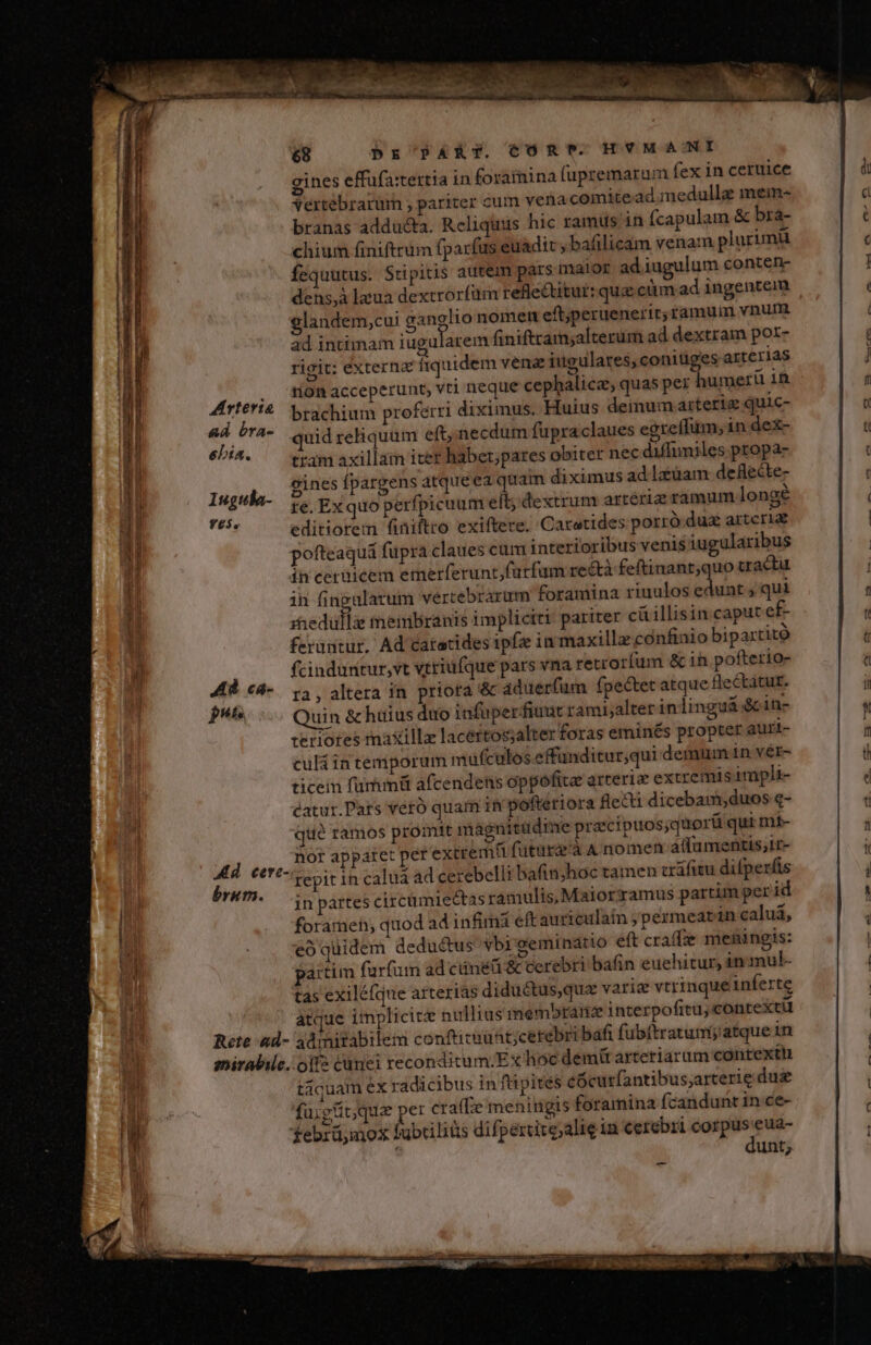 gines effufa:tertia in foramina (upremarum fex in ceruice vertebrarum , pariter cum vena comite.ad inedullz mein- branas adducta. Reliquis hic ramus in fcapulam &amp; bra- chium finiftrum fparfus euadit ; bafilicàm venam plurimü Ísquutus. Stipitis autem pars maior adiugulum conten- dens,à laua dextrorfüm refleditut: quz cüm.ad ingentem glandem,cui ganglio nomen eft;peruenerit; ramuim vnum ad intimam iugularem finiftram;alterüm ad dextram por- rigit: externa fiquidem vena iugulates, coniüges arterias pom rion acceperunt, vti neque cephalica, quas per humerü 1A rfé'i4 brachium proferri diximus. Huius deimum arteriae quic- yof bra- quid reliquum eft, necdum fupraclaues egrefTum; in dex- yid tram axillam iter habet;pares obiter nec diffumiles propa- pube cines fpargens atque ea quam diximus ad luam deflecte- Bed re, Ex quo perfpicuum eft; dextrum arteriz ramum longé : editiorem finiftro exiftere. Caretides porró dux artcria pofteaquá fupra claues cum interioribus venis iugularibus in cerüicem emerferunt,furfum rectà feftinant;quo tradu ih fingalarum vertebrarum foramina riuulos edunt ; qui :hedullá tembranis impliciti pariter cü illisin caput ef- feruntur, Ad catatides ipfz in maxilla confinio bipartitó fcinduntur,vt vtriufque pars vna rettoríum &amp; in pofterio- ra, altera in priota &amp; aduerfum fpectet atque flectatur. Quin &amp;huius duo infüperfiuut rami;alterin linguá &amp;in- teriores maxillz lacértossalter foras eminés propter auri- culá in temporum mufculos.effunditur,qui demum in vér- ticein fürhmit afcendets oppofitae arteriae extremis impli- catur.Pars veró quam ih pofteriora flecti dicebam;duos q- qué ramos promit magnitudine pracipuos;quorü qui mi- 4d nor apparet per extrem futüraà A niomen alfumentis;ir- | Ce?£- AUT L ; E my i^ rica repit in caluá ad cerebelli bafinjhoc tamen cáfitu difperfs * jinpartescircü miectas ramulis, Maiorzamus partum per id foramen; quod ad infimi eft auriculain ;permeatin caluà, eo quidem deductus vbi gemindtio eft crafie meningis: partim farfum ad ciné &amp; cerebri bafin euehitur, in mul- tas exiléfque arterias diductus,qux varie vtrinque inferte atque iiplicit nullias membrane interpofitu, context Rete ad- admitabilem conftituunt;cerebri bafi fübítratumij atque in aniralile. oif: cünei reconditum.Ex hoc demit arteriarum contexth táquam ex radicibus in ftipités cócutfantibus;arterie dui fü;güt;qua per cra(Le meningis foramina fcandunt 1n ce- febrüjmox fabriliüs difpertite;alie in cerebri pst ae eua- unt; -—