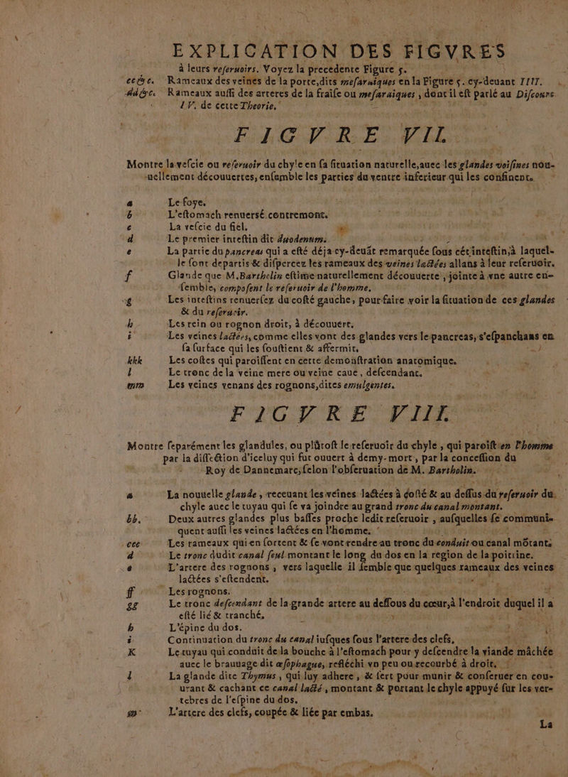 : à leurs referuoirs. Voyez la precedente Figure Fe cede. Rameaux des veines de la porte,dits #efaraiques en la Pigure # cy-deuant 12114 Addre Rameaux auffi des atteres de la fraie ou mefaraiques ; dent ileft parlé au pire / AV. de certe Theorie. . FLE R E VIL. Montre la. vefcie ou referuoir du chyleen fa the à naturelle,auec les glandes voilines aou- -uellement découuertes, enfemble les pros du ventre inferieur qui les confinent. a Le foye, 6 L'eftomach renuersé contremont. £ La vefcie du fiel, d Le premier inceftin dit Zwodennm. € La partie du pancreas qui a efté déja cy-deuät remarquée Cole cécinteftin,à laquel. le (ont departis-&amp; difpercez les rameaux des veines lzûlées allans à Me referuoir. f Glande que M.Bartholin eftimenaturellement découerte , jointe à vne autre en- embie, compofent le referuoir de l'homme, g Les inteftins renuerfez du cofté gauche, pour-faire voir la ficuation de ces glandes &amp; du referucir. b Les rein ou rognon droit, à découuért, î Les veines laëtées, comme elles vont des glandes vers le pancreas,s moe en (a furface qui les fouftient &amp; affermit, ) kkk Les coftes qui paroïffent en certe demonftration anatomique. l Le tronc de la veine mere ou veine caue, defcendant. mm Les veines venans des rognons,dites emulgentes. FIGYRE VIE Montre leparément les glandules, ou pläroft le referuoïr du chyle , qui paroift en l'homme par la diffeétion d’iceluy qui fur ouuert à demy- mort, par la conceffion du K° Roy de Dannemarc;felon l'obferuation dé M. Bartholin. &amp; La nouuelle glande , receuant les veines laétées à doné &amp; au de äù prferuoir du chyle auec le tuyau qui fe va joindre au grand #ronc du canal montant. 66. Deux autres glandes plus baffes proche ledic referuoir , HORRAMA RES quent auffi les veines laétées en l'hemme. ‘ cé Les rameaux quien fortent &amp; fe vontrendreau tronc du conduit ou canal mêtant: à Le tronc dudit canal fenl montant le long du dos en la region de lapoirrine. e L'artere des rognons , vers laquelle il femble que quelques rameaux des veines laétées s'eftendent. G ff: Lesrognons. ££ Le tronc defcendant de la pa artere au s dos du cœur.à l' sets duquel je a efté lié &amp; tranché, ; » EE b L'épine du dos. “ns fl î Continuation du tronc du canal iufques fous l’artere des clefs, Lu 9) K Lecuyau qui conduit dela bouche à l’eftomach pour y defcendre la Sade mâchée auec le brauuage dit œfiphague, refléchi vn peu ourecourbé à droie, 1 La glande dite Thymus , qui luy adhere , &amp; {ert pour munir &amp; conferuer en cou- urant &amp; cachant ce canal laëté, montant &amp; portant le aid appuyé fur les ver= tebres de l’efpine du dos. # L’artere des clefs, coupée &amp; liée par embas.