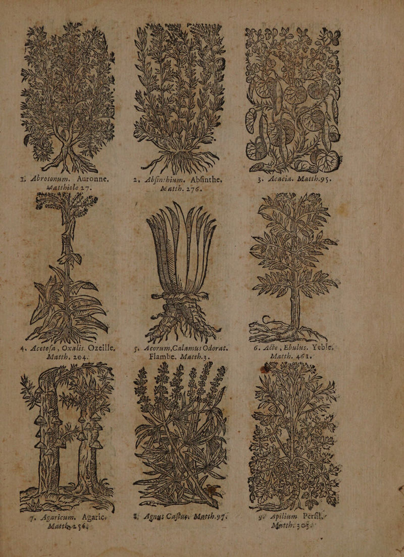 CAS ND) 7 4 ET LAN LE É ÿ Matth, 204: Te Agaricuim. Agarics * Matthyr S6à- 2% Abjin:hinin. “Abfinthe. Matth. 176.0 ss Acorum, Calamus Odorat, Flambe, Matth.3. ES RCA Re EE Et SNe# \ BP) KT NN mn A &amp; Agnes Cafe Matth.97< £ PTS END ) eN. FEAT ren VS 0 TS ED Hth.9$ RCE ÈS eue . he SSSSE Se mn &amp; a Av D ad