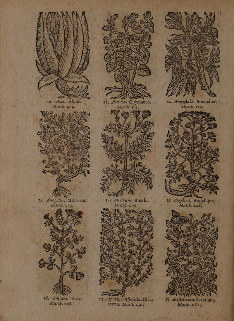 to. -Aloë. Âloës. Matth, 274. Mätth. 21504 WU Vs ÿ &amp;). ED LÈ FA, < é ÈS a à al SUR AS ET ANULA NS 4 $ 6 ) î M 14 Anethum. Aneth, : Maitth. 299. De NV A f ùS Ve , L L VEN. RENE A RS ÿ De ? NZ à 12 VŸ 4 \ CA VX .S ,. DE HZ Ve 24 ASE Ÿ S SOC a KI }) ÉÆ NC SZ LANT TARN SR à RSS) é ; 17. Apparine, Afberula.Glata icon, Matth.130, # NZ X 1e ZA / cé a FA NY Zi À is SL <VZ = Ÿ NS f Ÿ N 15. Angelica. Angelique, Matth. 428, à ee NE 72 UNS) 2 NS »*