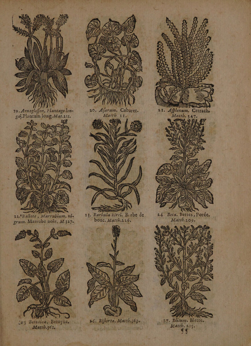 19. Arnogloffon, Plantago lon- gai.Plantaïn long.Mat.2ut. « ün / SN LP AS AN JS 4 \< VAN } à as Betoñica.-Beroyne, - Matth.361, +6, Bifhorta * : fa + 1 0 FÉRRN || € HN NN Se EN NU h &Q SIREN D ô # F<S DA NU X APS NU SN D ART ALT) A) a & ! S A Qi AU & NN 27 Blum. Blette. Math. 2105. i- 1ù «