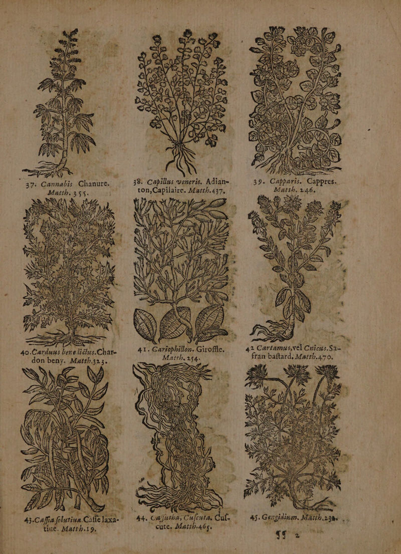 PTT 40.Cardunus bene NN EF AA) Ÿ A) ET JR res di dus.Char- 3e 38. Capillus veneris, Adian= ton,Capilaire. Matth.437. Fee Cariophillon. Giroffle. Matth, 254. PL: € | À JAN À. ss, ni à À PAR LA aan A 4 : A VA) + AIN 4 CRIS 39. Capparis. Cappres. Matth. 146, a2 Cartamus, Vel Cricuis Sa ffan baftard. Matrh.4%0. EE 45. Gengidinn. Mätih13% AT