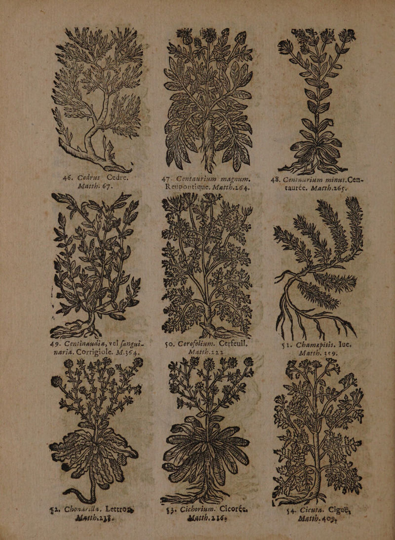 46. Cedrus Cedre, Matth: 67. D > Ne 49. Centinandia, vel fangui- naria. Corrigiole. M,364. 6 # 7 SLA N tr » #1 covrerrremprt fl &amp;2 Chonar:lla, Lettrogs MAih238 + (D ; 7 = o s0. Cerofolium. Cerfeuil E => (KÈ w 53° Cichorinm. Cicoréc dMatth216 ta ” \ NA NY 4 UNA KE GES KE 48, Centaurium minus.Cen- taurée, Marth.265 LA A NU Nu SU: . NN le NY NW SN NE NUS = ND sw 2 Se EE. ae Ÿ QU 3 es NN NA , à Va 1 ST > \? AN SP Se s SKY = QE UM A] : s1. Chamapiris. Tue, Matth. 3c9. er à (A A QU 3 EG EN LPS << 4 &amp;) Ds : 5 A = z ST Matth: 409