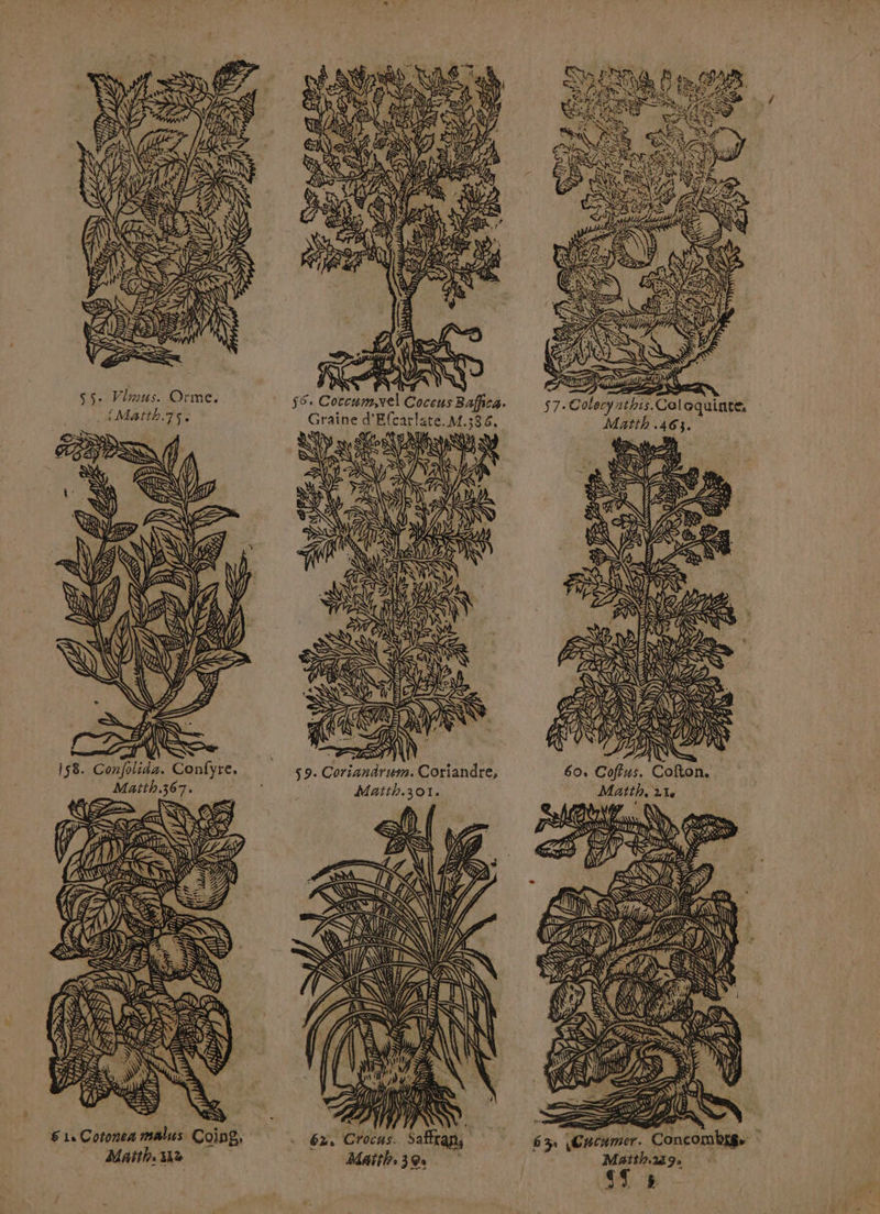 $5: Vlmus. Orme. 56. Coccum,vel Coceus Bafñica. $7. Colecynthis.Colcquinte. . {Matth.7s. Graine d'Efcarlate. M.386, Matth .463. RS Un RS | D SE RÉ) PR () AS / ( 0 He M ENT ns WP d gt AU nm ALT EE 158. Confilida. Confyre. | 52. Coriandrum. Coriandre, 69: Coftus. Cofton. Matth.367. Matth.301. Matth, 21e #4 Æ £ \ CPS s ; DIT GUL) À) CAS S \ s 4 LS VEUT À # im ie VS é \ U\'TRR (SE 12 s on Di NV RS À DDIRÈURS SA) 2/4) U) ANR E SN 51, Cotonea malus Coing, . 62, Crocns. Saffrans CES \Cacumer. Concombss. : Maïth 1e Maith3@ Mhith239. se &