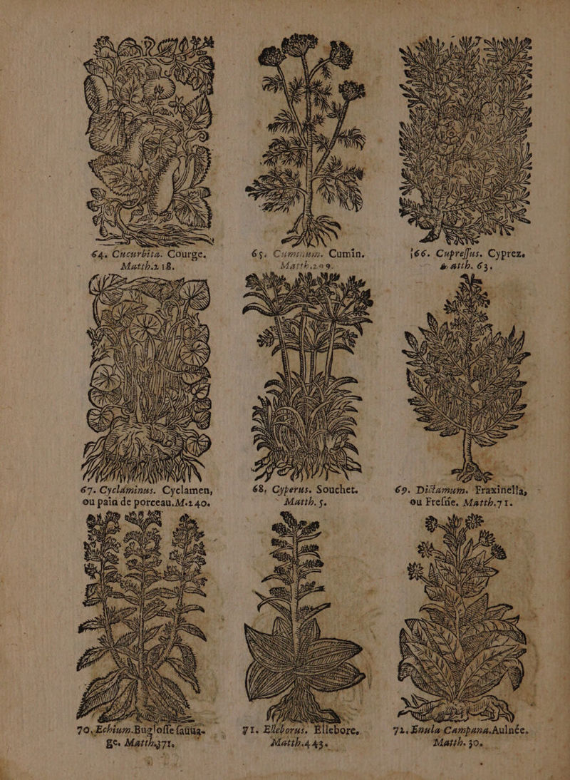 ZAN ANT Si N\ I UP è PS EN ie 1, RAS INC $ POUF (E =. à Ù > ZAINE SSSR jus > RSS D ( KEINE è ir Al ï È&amp; D ce ‘à È NZ ho)r XX TS ESS : À \* =. = Sp . a Ve NU NS LL Ÿ RANARES SA) HAN NCTES - NS : A ANS HN Se z LL f , CS sé SS TAN) , VUE 64: Cnourbita. ourge. 65: Cumsimm. Cumin. 166. Cupreflus. Cypreze Matth218. Maïth.109. = #atth. 63. ; ) F RE MENT = D NN L re AUX à 67. Cycldminus. Cyclamen, : ou pain de porceau.M.140. ou Freffe, Matth.71. | A N EAN : ER À  WE dZ NT NY) | 70,ÆEchium.Bugloflefauuas 72. Ennla Campana.Aulnée. ge Matthg7te Matth. 30.