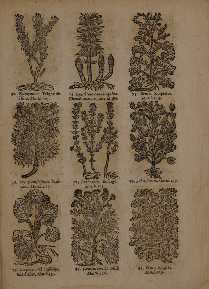 cran sde 37. Epithymum. Teigne de: SC | RÈ SÙ éd ALL. = EG # EN MU DE - A Rn N Li Le PA “a LP Z F Le (CRT: Prat NN “À MU D \ Ÿ <Æ à L'tes YA 74. Equifetum cauda equina. ÔA QAR . € N ni: a A SP) ŸS. N ff LAINE art, D DA Er Lo (rs SP er 75. Eruca. Roquette.- CET ds SS rs L£ Ma), CE A à hs à