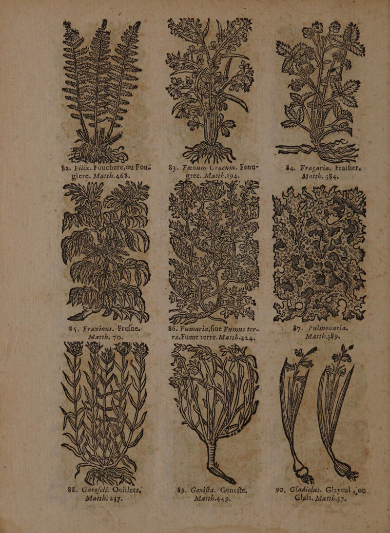 ARR ES RUQUERE à 92. Filix. Fouchere,ou Fouz giere. Matth.468. MAN ESN NS A ZN ES FR NE % 7 &amp; $! A RTS i [= LRQ 4 JV ANNT D? #4; ie = s (D = à y 8. Fraxinus. Frefne.: _ Matth. jo. . ER ES 88. Garofoli. Ocillets, Matth: 237. ein eat TANT ILE ER KT 2 = > . av = Œ à Fe ; QE NS 83. Fœrun. Gracum. Fenu= grec. Matth.194. Fi Ô Ô Q S y) 2 bu NGVES USERS UNE RUE SUD | 2m, © Di ; ñ SE SS f &amp; D U ù SE p 87. Pulmonaria. Matth.389. FE SRE PAR En 90, Gladiolus. Glayeul ou (89. Cenifla.'Génefté! bone Glais, Mañh37e Mañth449,