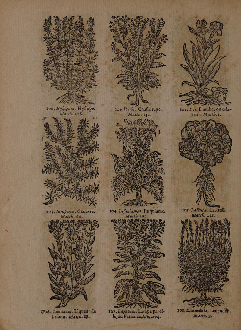 FA À ; < = 4 TN \ + “4 SN 7 1 > 100. Hyffopum. Hyope. 101. Iberis. Chafferage, 102. Iris. Flambe, ou Gla-. Matth. 278. à Matth. 332. yeul. Matth.1. HE (< HETA AR TES LA) 77, 4, M + ; À à ce d + ci À ; | Tan F / 103. Iuniperus. Genevre. 104. Iufquiamns. lufquiame. 10. Laëluca. Laictuës Matth. 64. Matth 197. 4 Matth. 221, MA À LE PACE LENS SU SZ S 2 D si EEE LE SZ ee RZ < à Pi STARS VS W \] AV \L { &amp; Vi où iT06. Ladanum, Liqueur de 107. Lapatum. Lampe parel- Ledum. Matth. 88 le,ou Patience.Myr.104. Matth, 9