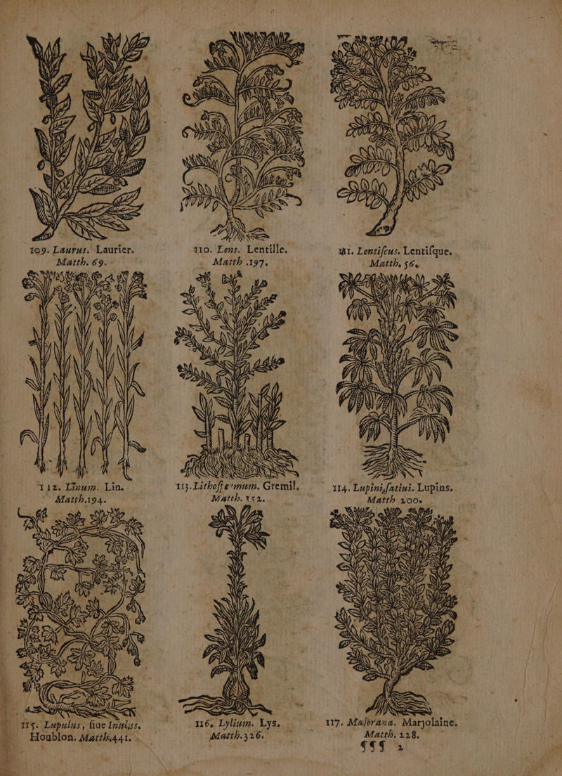 ZT 4 RE ta sil, . QE SA S ri SA FULL: = 77 LS gas 109. Laurus. Laurier, Matth. 69. UA : NL DS SE D 1Ts. Lupulus ; fiue Innss, Houblon, Matth44t. 110. Lens. Lentille. Matth .197. S SS K SSS Ed \ Matth.252. mi. Lentifeus. Lentifque. Matth, 56. NE INT CR Wr MSN |) % à Sr: Matth. 228,