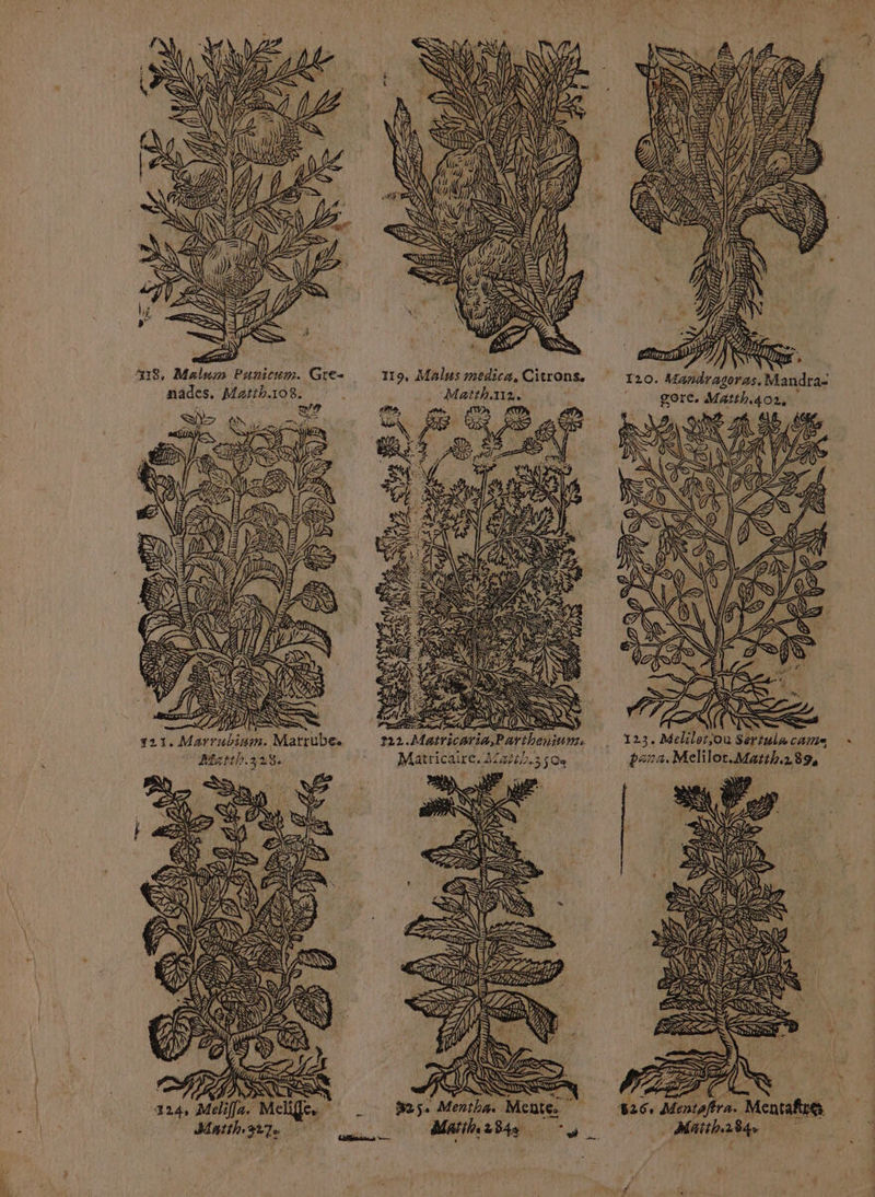 Ax8, Malum Punicum. Gre- nades, Matth.108. ë my SX un A RTS ue gps RS | se is SES MTS …— Cu SN ÿ De CT gets NZ AT 72 Sa, VA WA «te ES RNA 120. Mandragoras, Mandra: | gore. Matth401, LL AN, AUNZ mé QUE CE, RE QE ZA EX Ë je) La ÿ A LL Ÿ PKR } ; VE 123. Mellot ou Sertulacams : para. Melilot.Mutih.139, 7 ED nf . À \ #26, Mentaftra. Mentafire: ‘ Matth.184 È