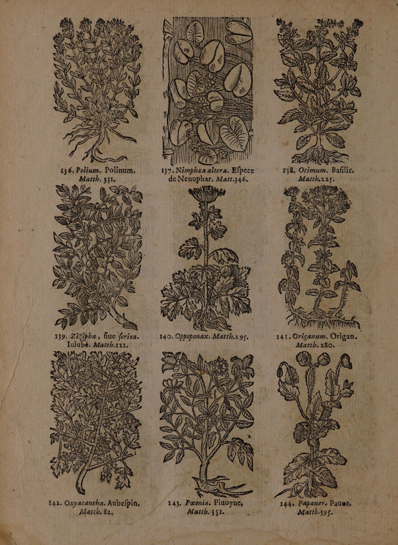 = 136: Polium.. Polinum, Matth. 331. LA) 139: sauts , fie férica. Iujubé. Mattha121. ai 4 A \ EVA 142. Oxyacantha. Aubefpin, Matth, 82, Le lo 275 NN ET TT DS k EAU 4 k ñ \ ÿS \ \\ RU IT APE PÈ= 158. Orimum. Baflic, Matth.225. 141. Origanum. Origan. _ Matth.180. | 143, Pæœonia. Piuoynt, Matth. 351 F aie ? LÉ ARS À v PANNE j: NE 1 Ne à SA Ë SK Mae 1441 Papauer. Pauet: Matth395.
