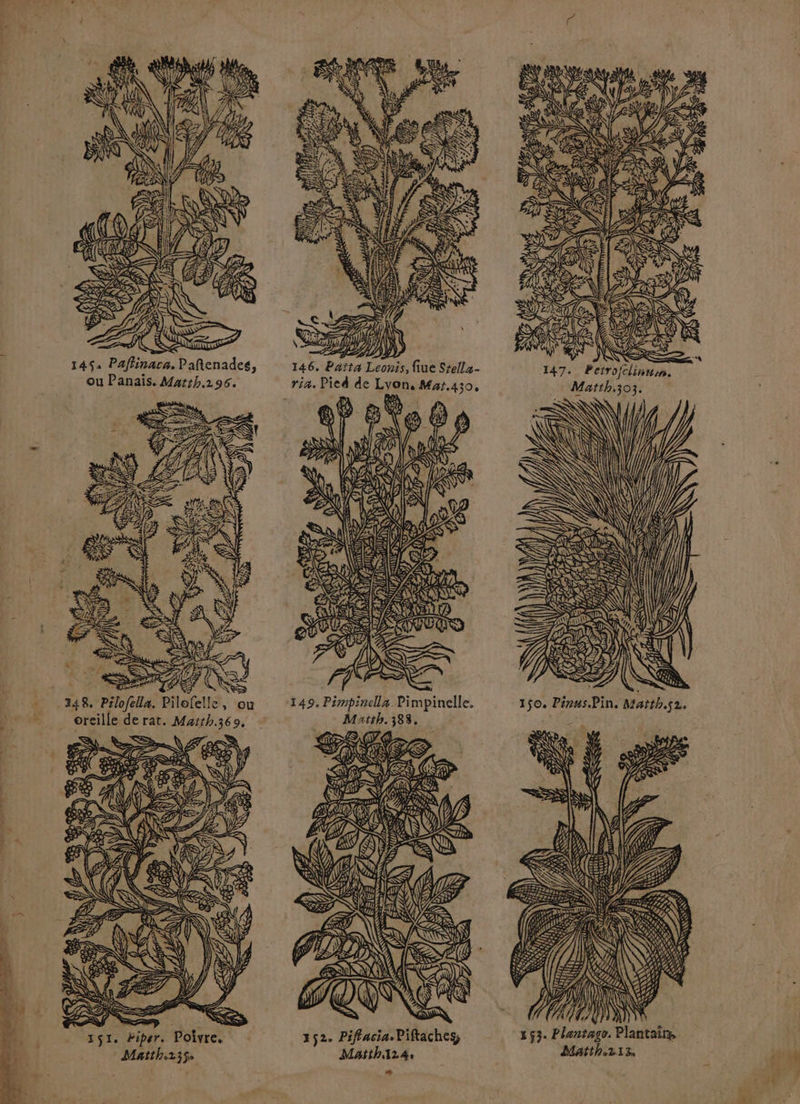 148. Pélofella. Pilofelle, ou oreille de rat. Maith.369. = AIMENINN DE D) 146. Païta Leonis, fiue Stella- ria. Pied de Lyon, Mar.430, Ww 2) AE &amp; Eu À ty \ Y @ \ Sù vs VOA De | NES NIV A EE PSTAS a AN ÉD ME LÉ L AAt\: Lx ANS AA SE NE LS “+ SALE TER RAS Fe 149. Pimpinella Pimpinelle. Matth. 383, &amp; S CD e NA d Lie 3252. Piffacia.Piftaches, Matth124, L.2 = NE (> É J À SEE 7 N SC MD VEN) Pre ant es N a à 4 Ass D CESR END TT Ce KZ APE re VAE RSR 147. Petroflinnsn. Matth.303. # | #1 71 NU Li J QI RRER 163. Plantage. datth.213,