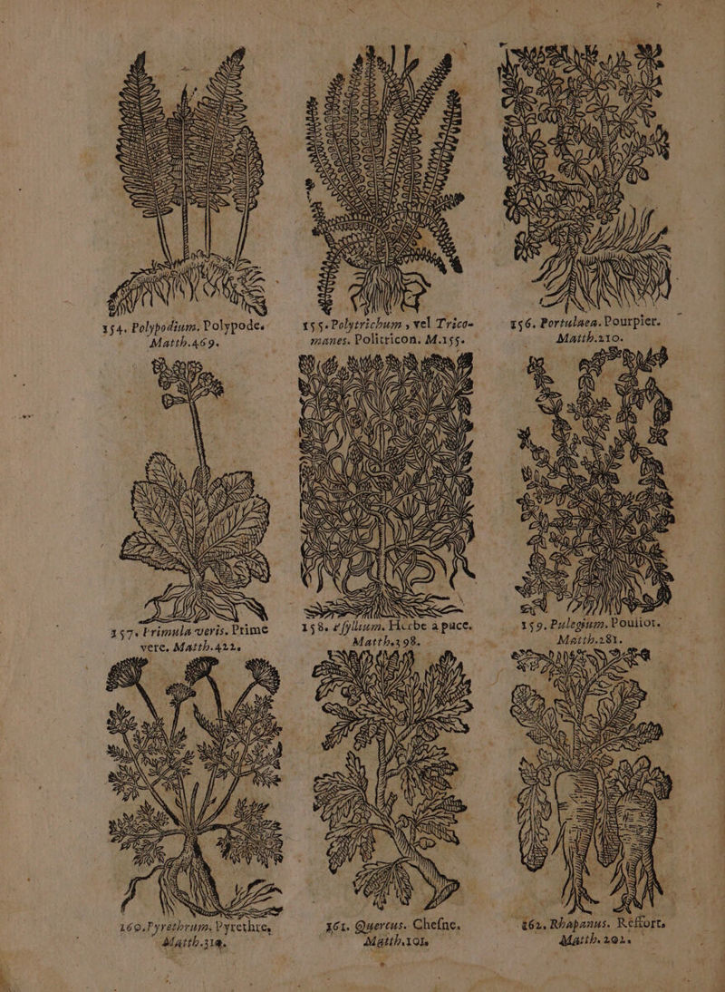 NE È Se SEE ER SES DS S RQ CS FN > > 2 RE Ss = = le == 7 ER 354. Polypodium. Polypode.. Matth.469. 157: Primula veris. Prim verte. Matth.422, QUE PERS 160,Pyréthrum. Pyrethres Matth.31@. bé n IQ à} > 7 AIO ÿ SUUZMRNUZS SAUT A Aa U ds A 7 / | ) DER PT LPNQ PAS > SA pen VASTES INSEE | ErrU RUE k h VIN 7) NS L ù / NE =) F, S SOPETN DEAN AA (2 ae = = | IN NS = = 158. « fyllinum, Herbe à puce. Matthe398.. SAV GPL : D N 4 ARS ET ) = Us © IN @ 556. Portulaea. Pourpier. Matth.210. ni LR (N LAN ne SDS ED D E\) PAS U \) L . TA #) ES 3e. SEE t\ < ÿ) FES des (us 4) S 2UXS MES Sÿ AGES MS AL DP h = 2, >) }l ; 3 a} N 2 { 10) \ Ÿ SA 159. Puleginm. Poulior. Maïtth.218Y. * L. 462. Rhapanus. R£ffort, Matth.102. ds