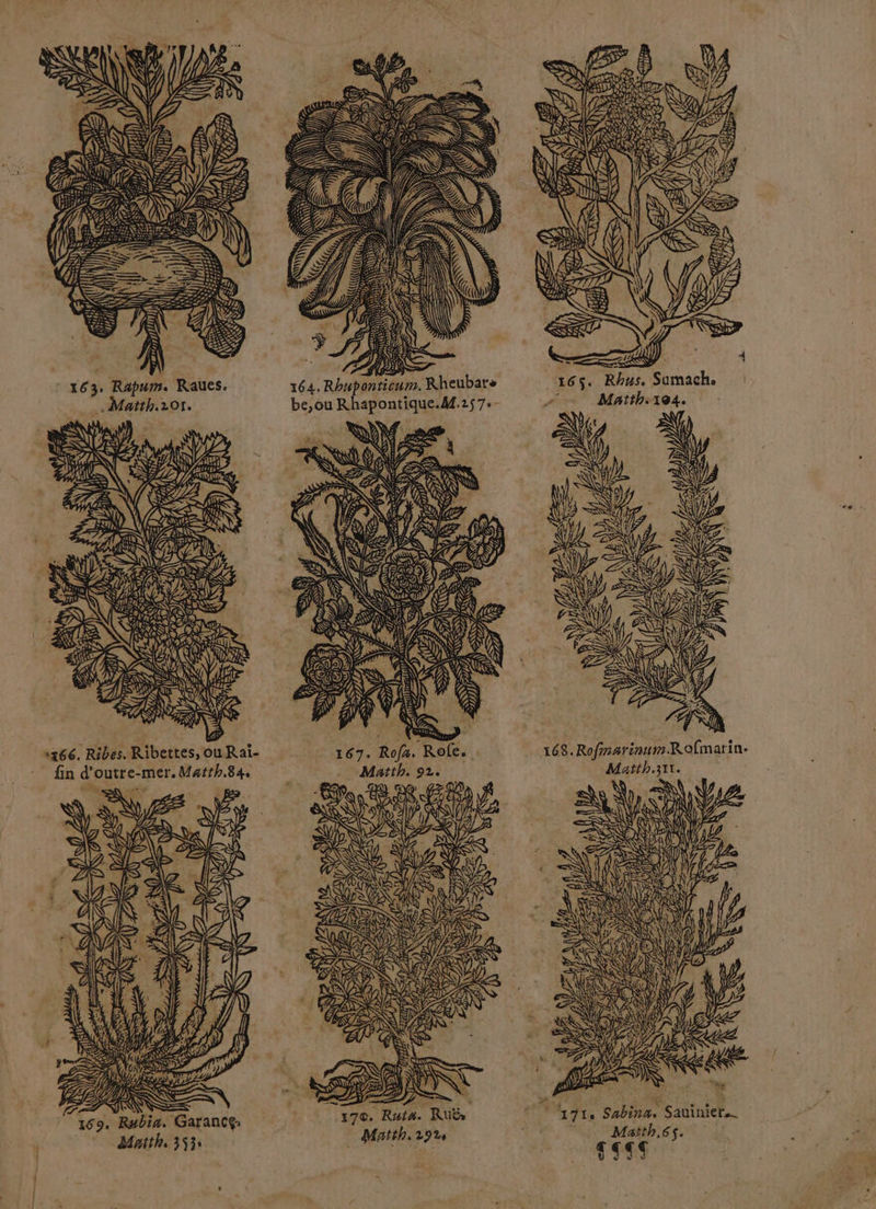 gi LL 1] 163: Rapurs. Raues. 164. Rhuponticum. Rheubats .Matth.10r. be,ou Rhapontique.M.257.- SN Dur S \ FD ; \ Q F0 \ SKUE ÿ US 167. Rofx. Role. Matth. 92. EL SP ES NI A FE a AS NAS 0 £ 1 (Aa = AE ZASE 4 er AN SD 6.” Ô Les 1 NN 13 f n 165$. Rhus. Sumach ‘ Maïth:104. 168. Rofinarinum.Rofmarin- Matth.311. Maîth.65. RE