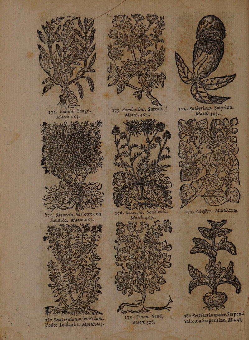 P/EZ Ze ZM 2 23 (35 RS “SÉ fe USE (RE SENS NS ASS : Ÿ 7 NY 722 EME = es À qe AS) SNS AS EI RANNSS ce NS - NAN . CS à CLS U75. Satureia. Sariette ; OÙ Sauorée, Matth.287: > LR 0? . ‘ TS CES) OU RATS ë, on NU gite Joubarbe, Matté41$. PS \ - 4 En AE, À A bé, PAU L à AT OZAR Le PARA ANTAN AT EN) = <a 3, PES N A. + : C/\ +, ASE ù ZAR ï …. @ 176. Scabwofæ. Scabieufes ._Matth.369e- KT A FO P | Æ NS N QO KP gr Er) À sésinttac ft ee