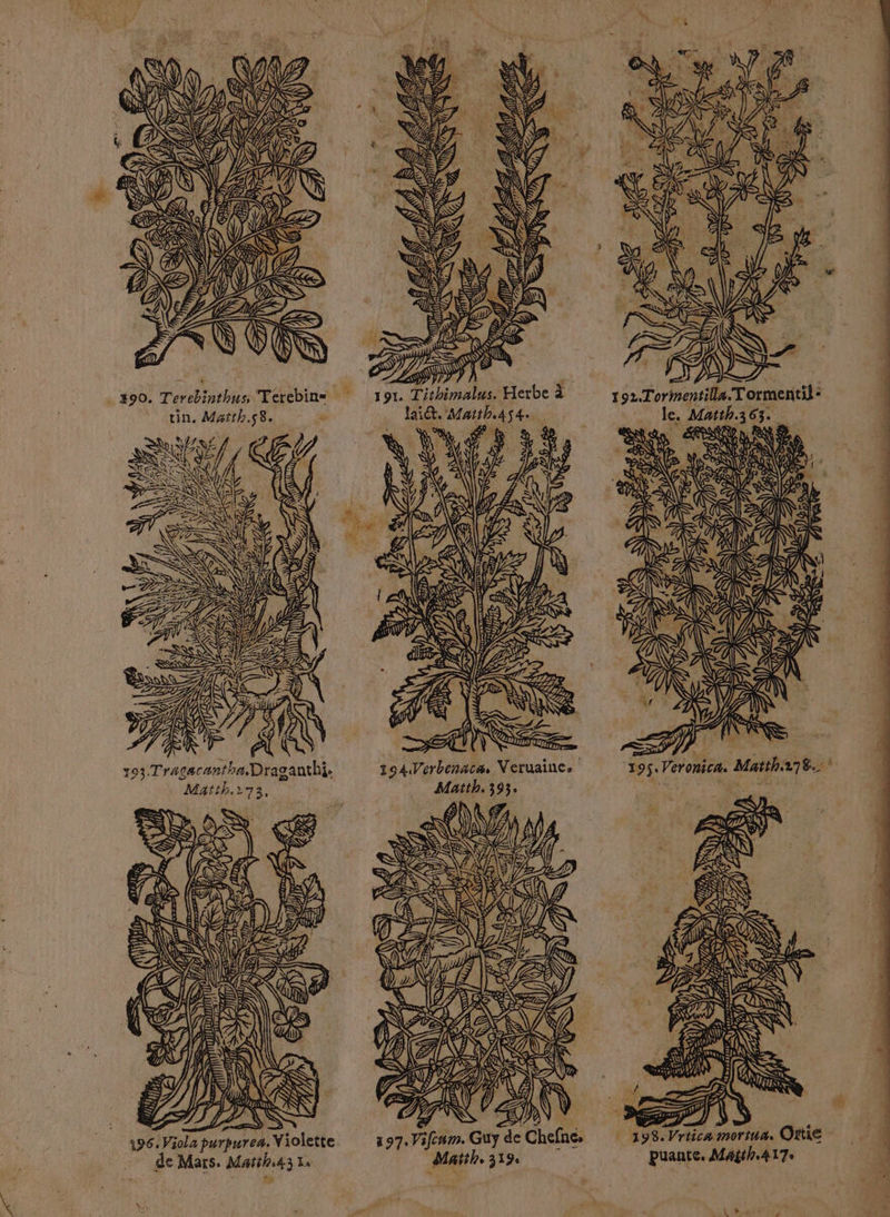 Matth.278. * | 198. Vrtica mortua. OLIE puante. Myth.417: