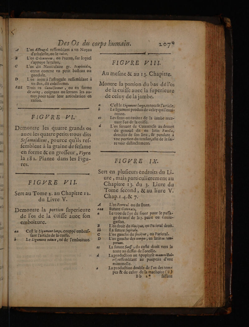 d'arbalefte,ou le tale, 5 L'os Cailcaneurs , ou Pcerna, fur lequel s'appuye letalon, C L'os dit Nauiculaire gr. Scaphoides, creux comme vn petit bafteau ou gondole. D L'os ioint à l'aftragale reffemblant à vn Dez, dit cubiforme. E£E Trois os Cuneiformes , ou en forme de coing , coïgnans ou ferrans les au- tres pourtenir leur articulation en raifon. FIGVRE VI. Demontre Îles quatre grands os auec les quatre petitstrous dits Sefamoidiens, pource qu'ils ref- {emblent à la graine de fefame en forme &amp; en grofleur , Voyez la 182. Plante dans jes Figu- res. FICGRRE SLT Sert au Tome 2. au Chapitre r2. du Livre V. Demontre la portion fuperieure de l'os de la cuiffe auec fon emboiture. as Celt le Ligament large, couppé embraf- fant l'article de la cuiffe. b Le Ligament mince ,né de femboiture. at Greene FIGFRE FF EM, Au mefme &amp; au 13. Chapitte. Montre Îa portion du bas dé l'os de la cuifle auec la fuperieure de celuy de la jambe. 4 C'eft le Ligament large,entourit l'article. b Le ligament produit de celuy qui l'enui- ronne. ce Les finus ou cauitez de la iambe rece- uant los de la cuiffe. â L'os feruant de Couuercle au deuant du genouil dit en latin Parela, deiectée de fon lieu , &amp; pendant à vhe portion du tendon,afin de le fai- re voir diftinctemenr. FIGVRE IX. Sert en plufieurs éndroits du Li- ure , mais particulierement au Chapitre 13. du 3. Liure du Tome fecond, &amp; au liure V. Chap.r.4.&amp; 7. A L'os Frontal ou du front. aan Suture Coronale, 4 Le trou de l'os du front pour Île pafïa- ge dunerf de Jaz. paire ou Coniu- gaifon, B L'os droit du Sincipur, ou Parietal droit. bb La future fagitale. RE C L'os gauche du finsiput , où Parietal. D L'os gauche des rempes, en latin os fera porum. cc La future fauff, du cofté droit vers Ia tente au deflus de l'oreille. À La production ou Apophyfe mammillaie re) reffemblant au poupeau d'vne mammelle. e La production double de l'os des tem pes &amp; de celuy de la machoire (F} Bb 2% faifant