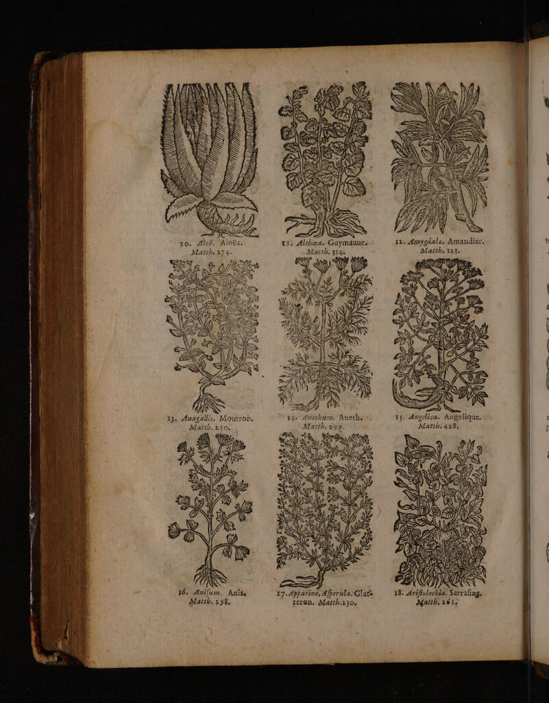 il SENS q MA a SN 10. Aloë. Aloës. Matth, 274. 33. Anagallis, Mourron. Matth.250, 16, un. Anis Matth..2198, Ge LS > 12. Amygdale. Amandier. Matth. 123. SES “: 1 Ë tee . Althœa. Guymauue. Matth. 354. LA à EX EF) AS EN * A Ne e = 15. Angelica. Angelique, Matth. 428, SR À DR , pe thum. Aneth, Mb Sue DA ES ie ie CA 18. AC ee 17. Apparine, Afperula.Glats Matth, 161 teron, Matth.130.