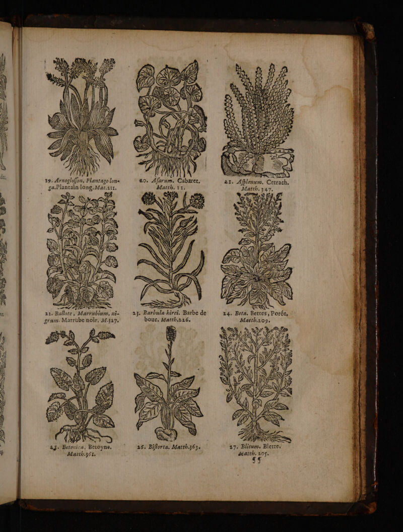 AV) ÉE=wYEx É, AY euS À a CU (ES à AT (à An 1h24 PAS EU hnah br Al af: CÈ es FE = *à&lt; A b. ' 19. Arnogloffon, Plantago lon ga.Plantain long. Mat.arr. HEIN END. EN # CA NL MT ? FAN le 22. Ballote, Marrubium, ni- 23. Barbula hirei. Barbe de 14. Beta. Bettes, Porée, grum. Matrübe noiïr. M.317. bouc. Matth.216. Mañth.1059. Ne CS a) EUR À KR sat Wl en om FRET