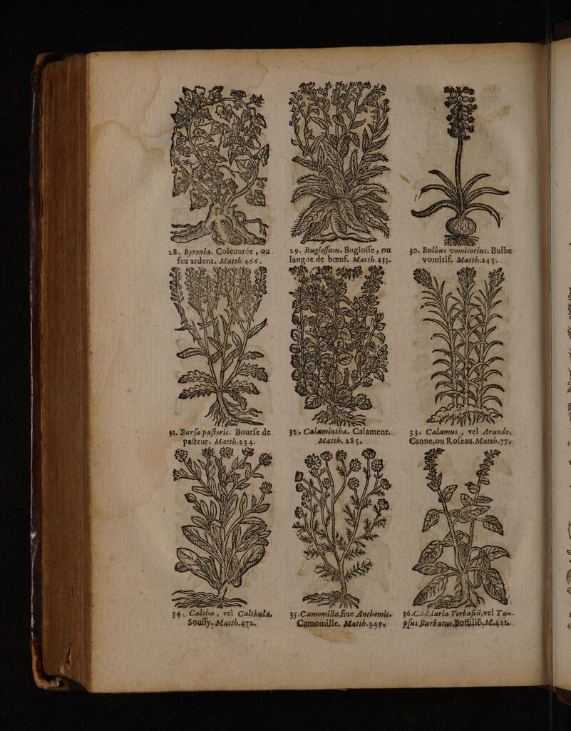 LIETS LIT Ze 28. Byronia. Coleuurée , ou glofte , ou feu ardent, Matth:466. K S | 2 LAS UZ 4; RE &lt;Sù PTÈ 32 Calamintha. Calament.. pafteur. Matth.134. Maïth. 285. , +) DE, PR æ SOL AE, à)” y 4 NS NE 172 A (1) D \= EN Ve s LR Se ES 3 IN CT : 4 34, Caliba , vel Calikala. 35.Camomilla.fiue Anthemis: 36.C4laria Verbafeï,vel Té«.- SoulTy. Marthaa. Cémomille. Marthzaos pfus Barhatus BoUIO.M.42n.
